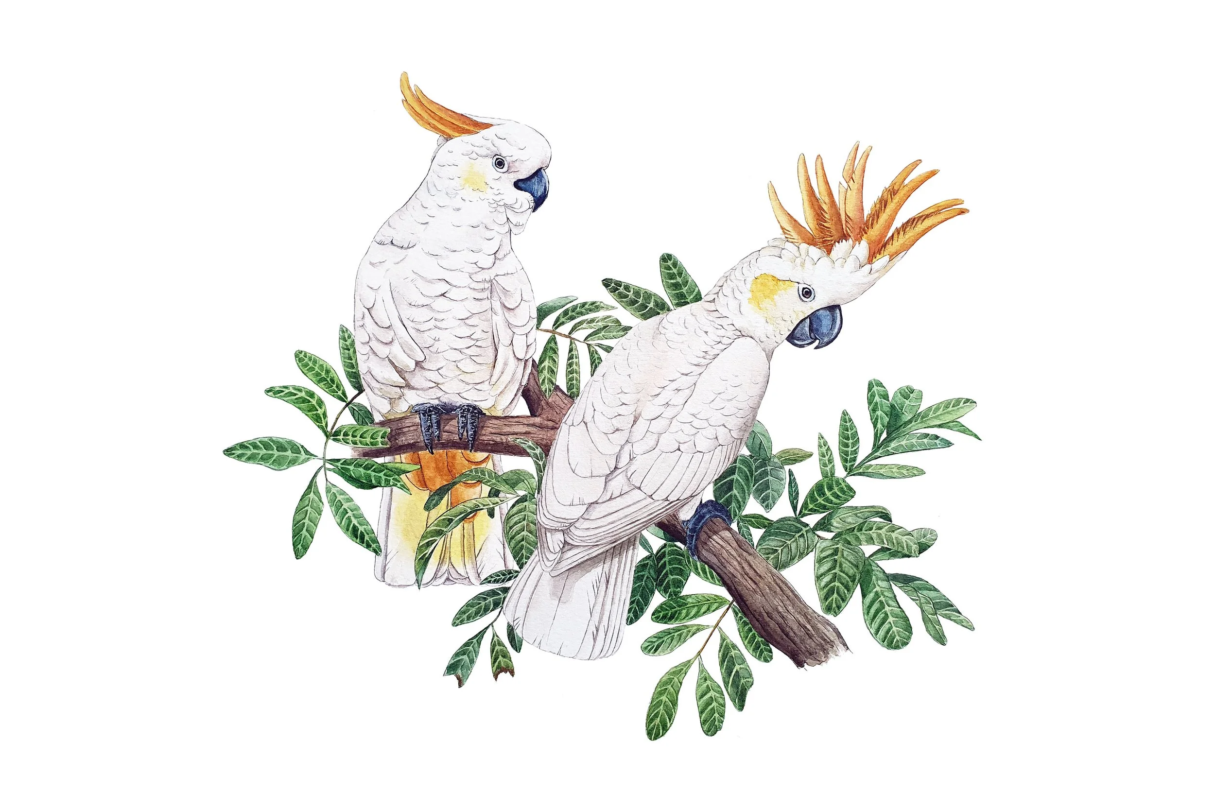 cockatoo 20x30.jpg