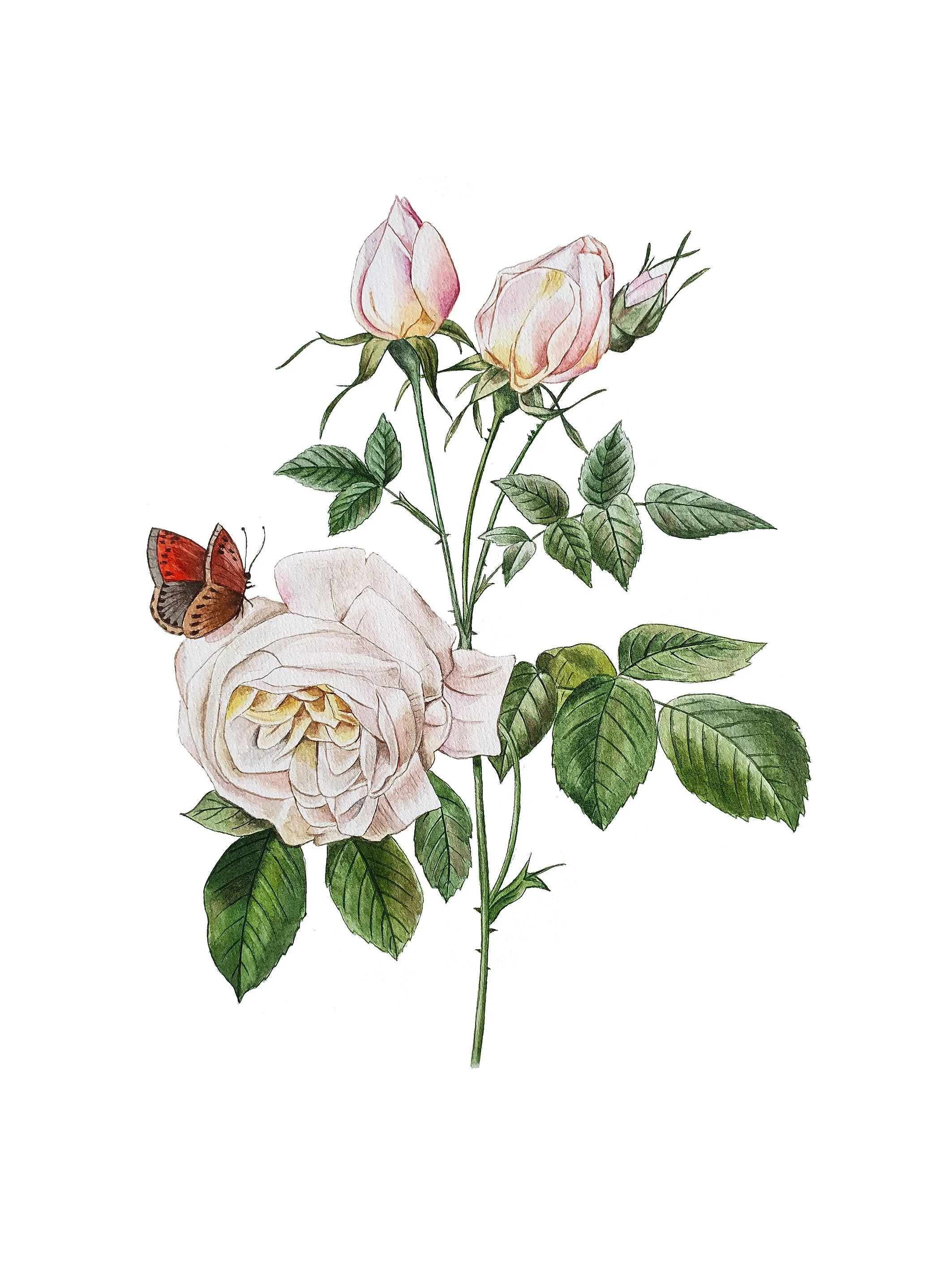 white rose 18x24.jpg