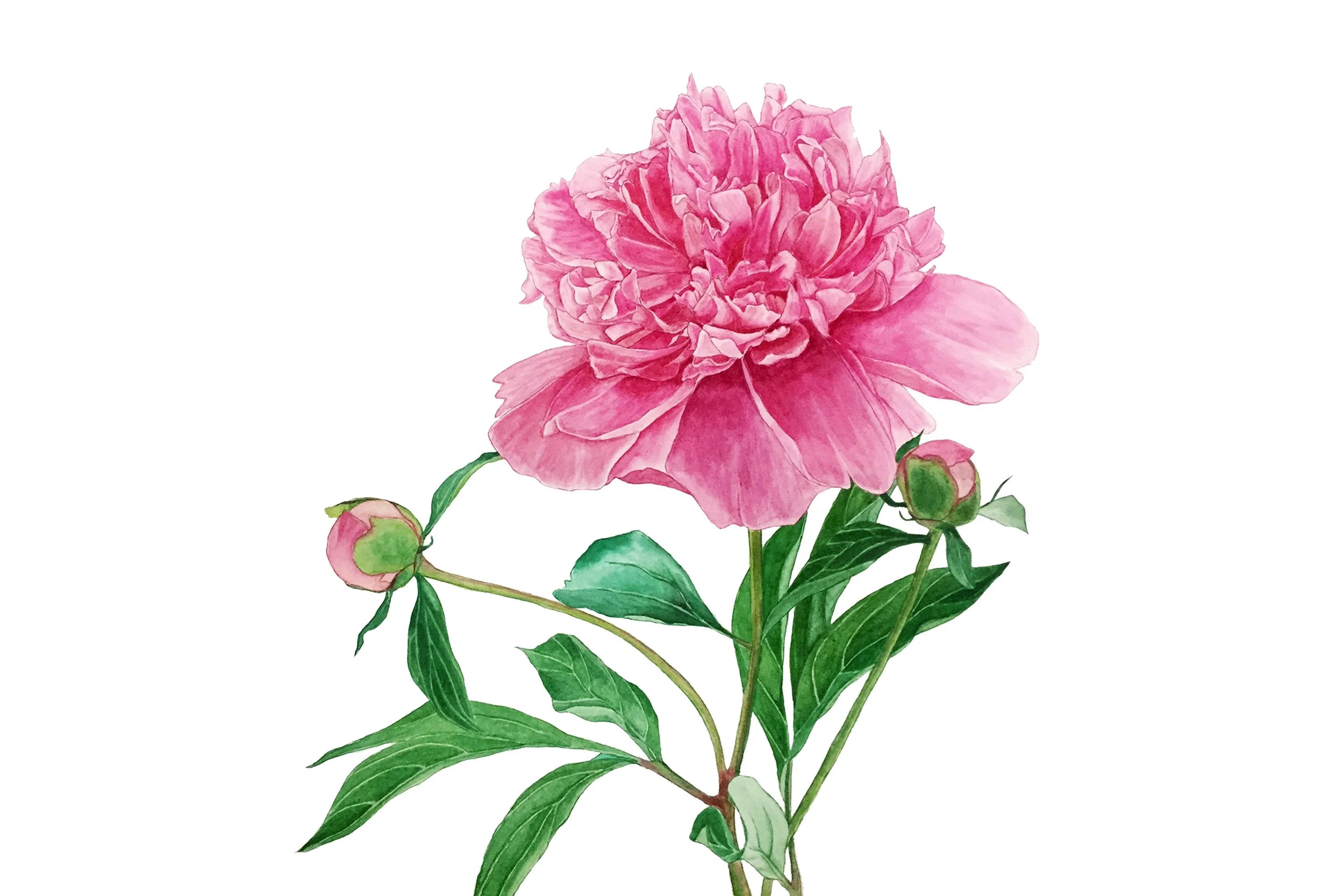 Botanical Watercolours