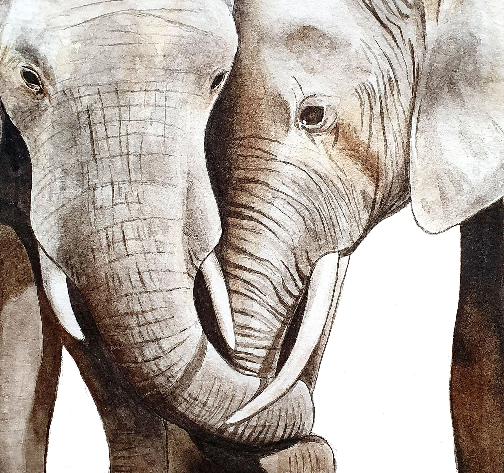 elephants zoom.jpg