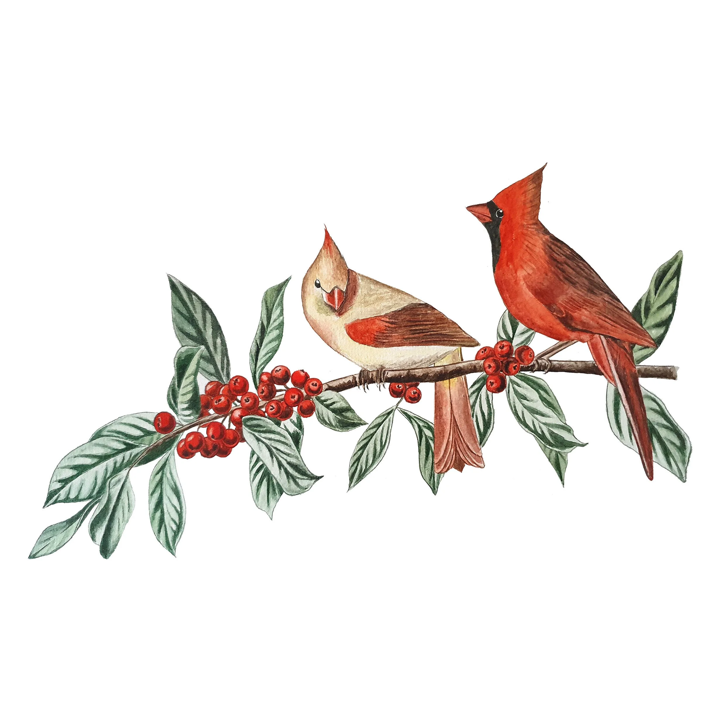 cardinal.jpg