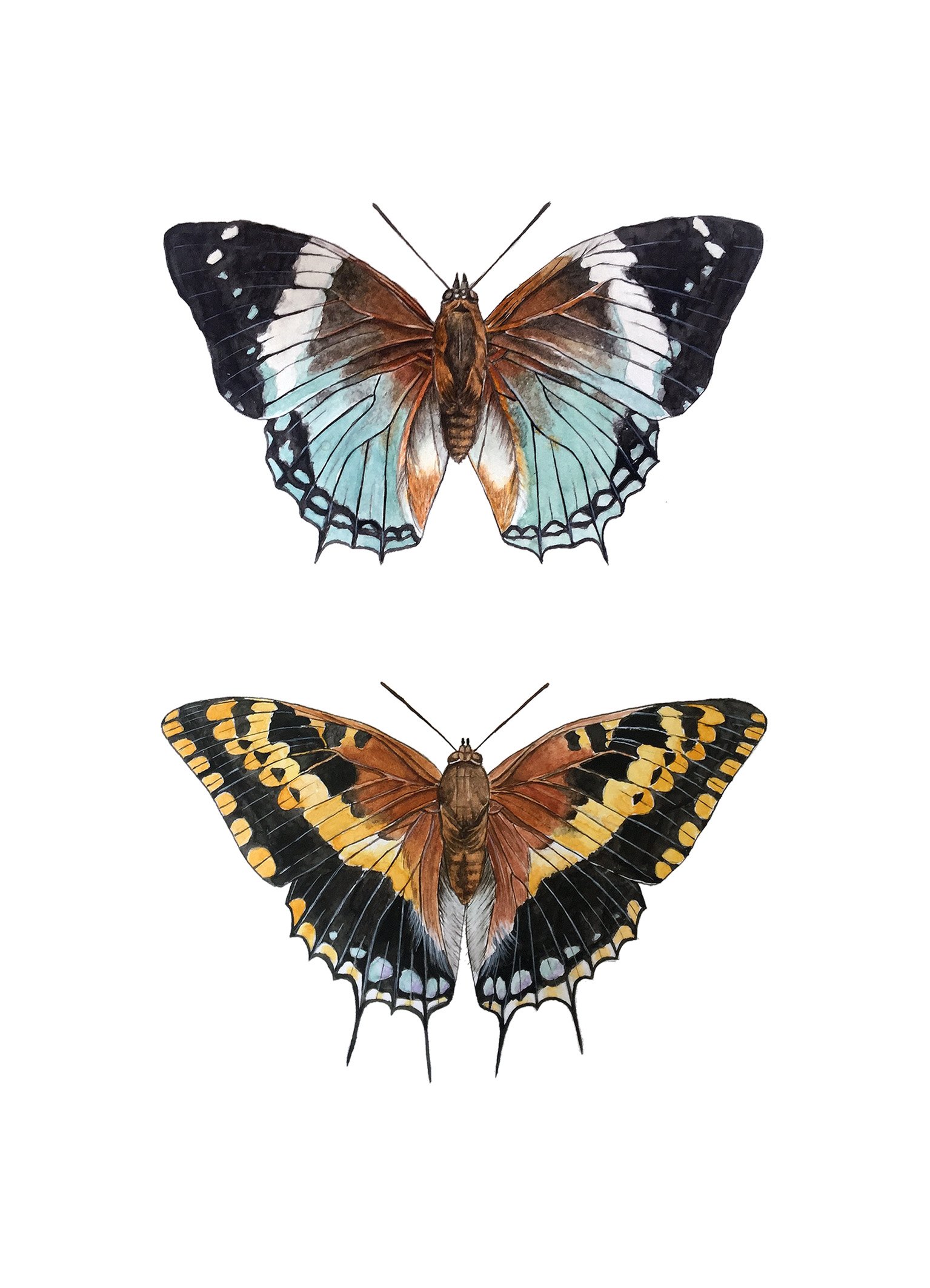 butterflies 13x18.jpg