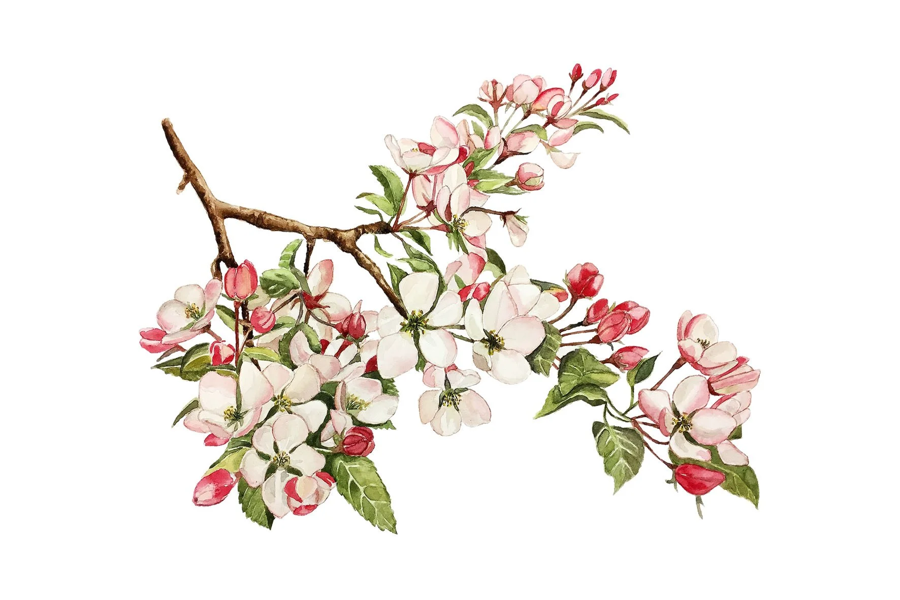 apple blossom 10x15.jpg
