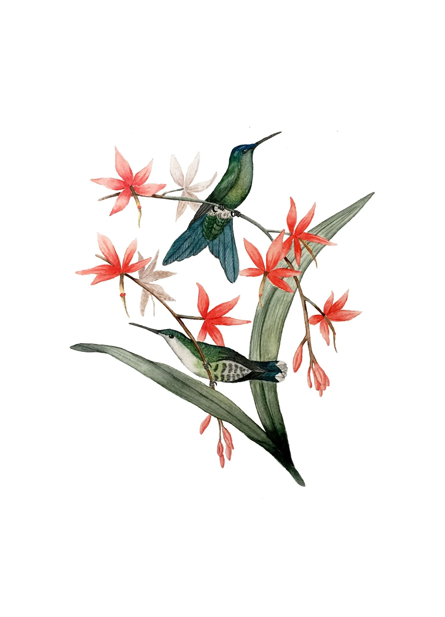 humming birds 13x18.jpg