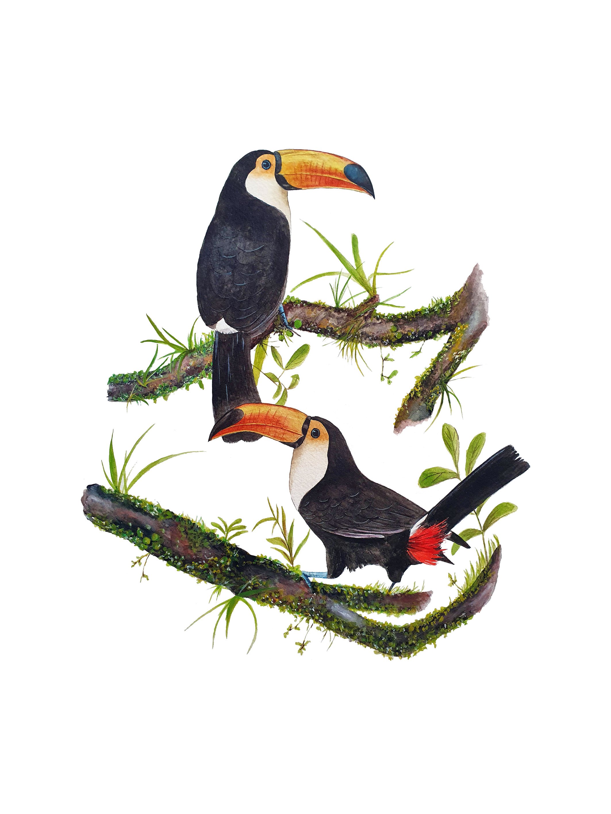 toucans 18x24.jpg