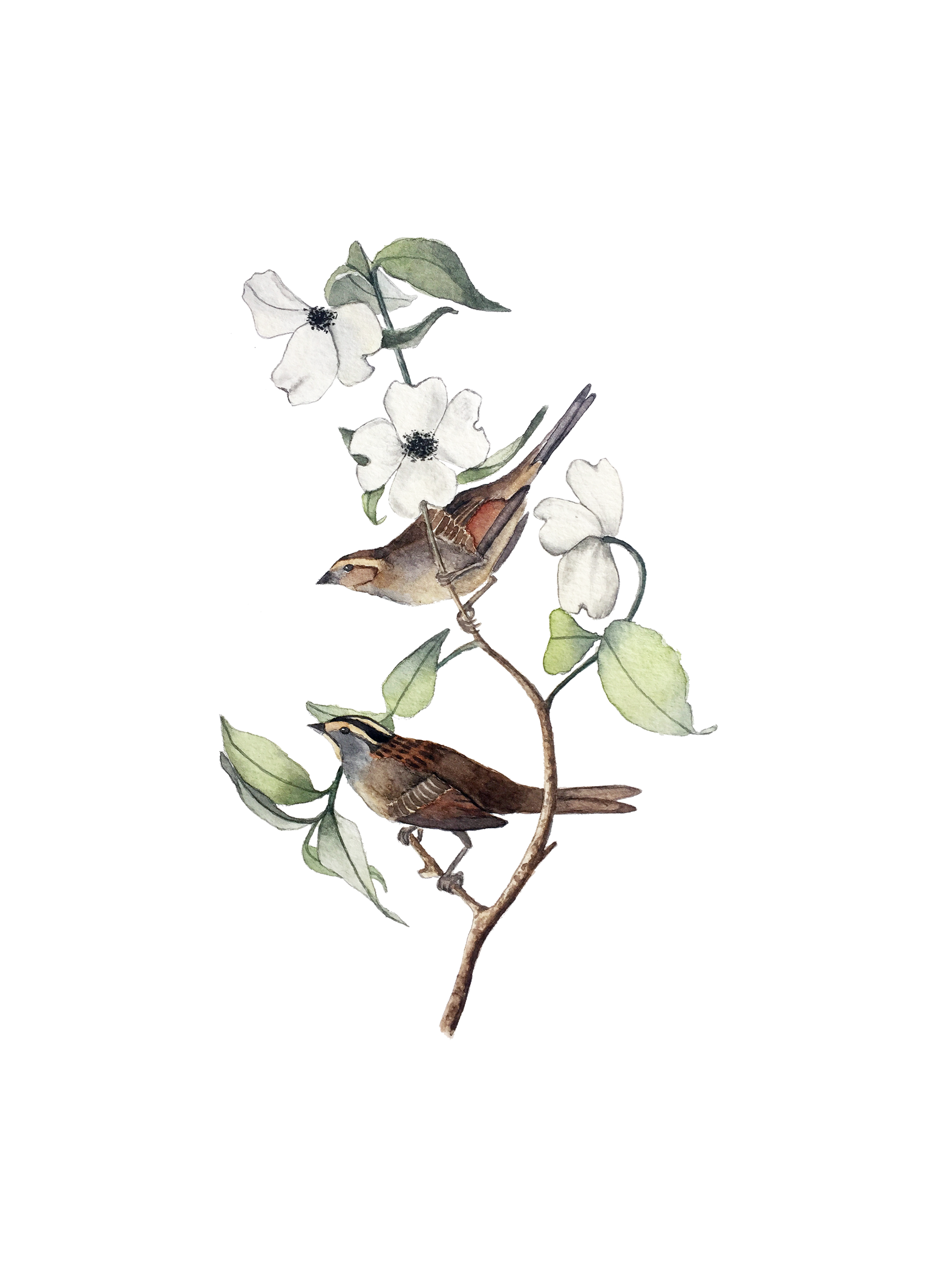 sparrow 13x18 .png