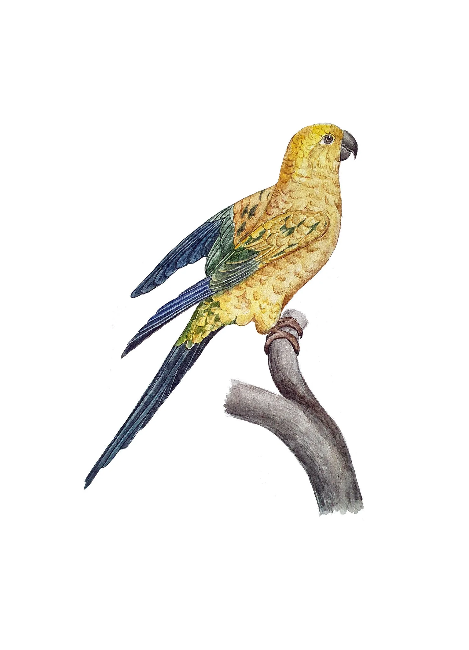canari 13x18.jpg