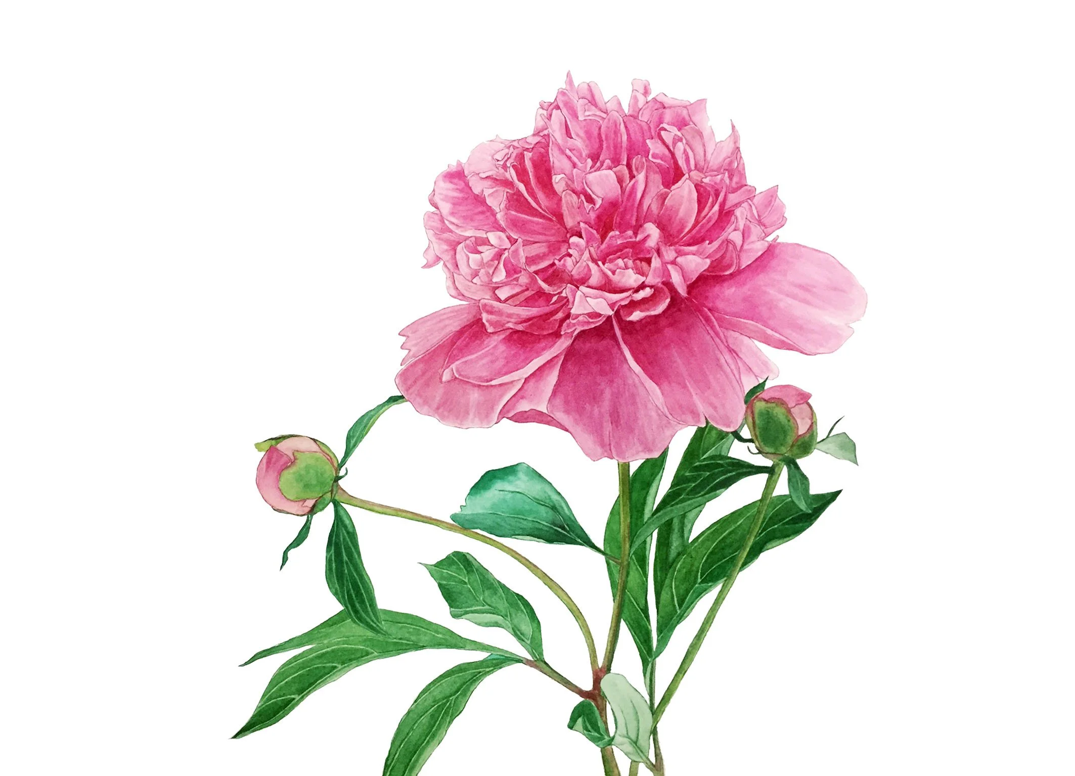 peony 13x18.jpg