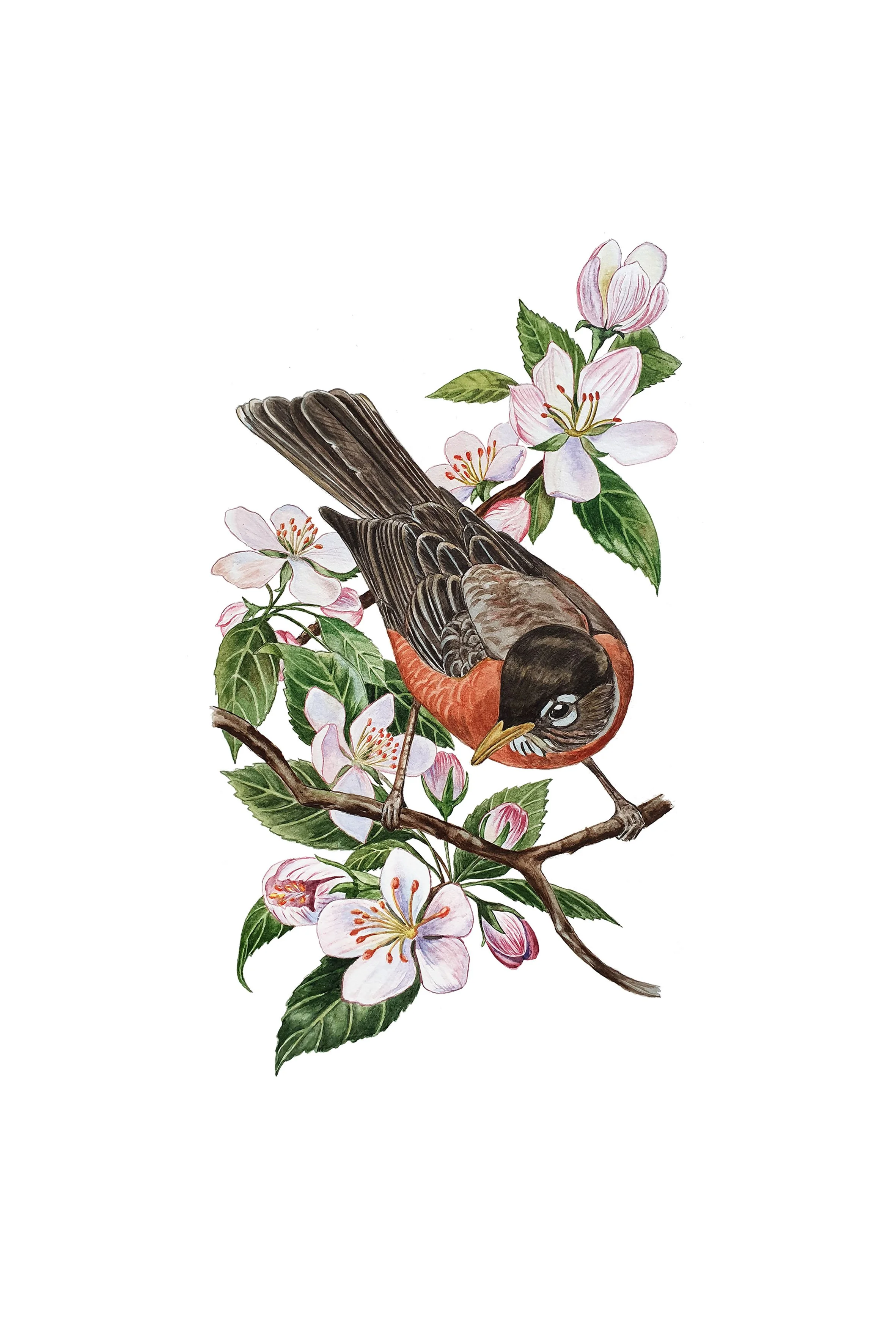 american robin 20x30.jpg