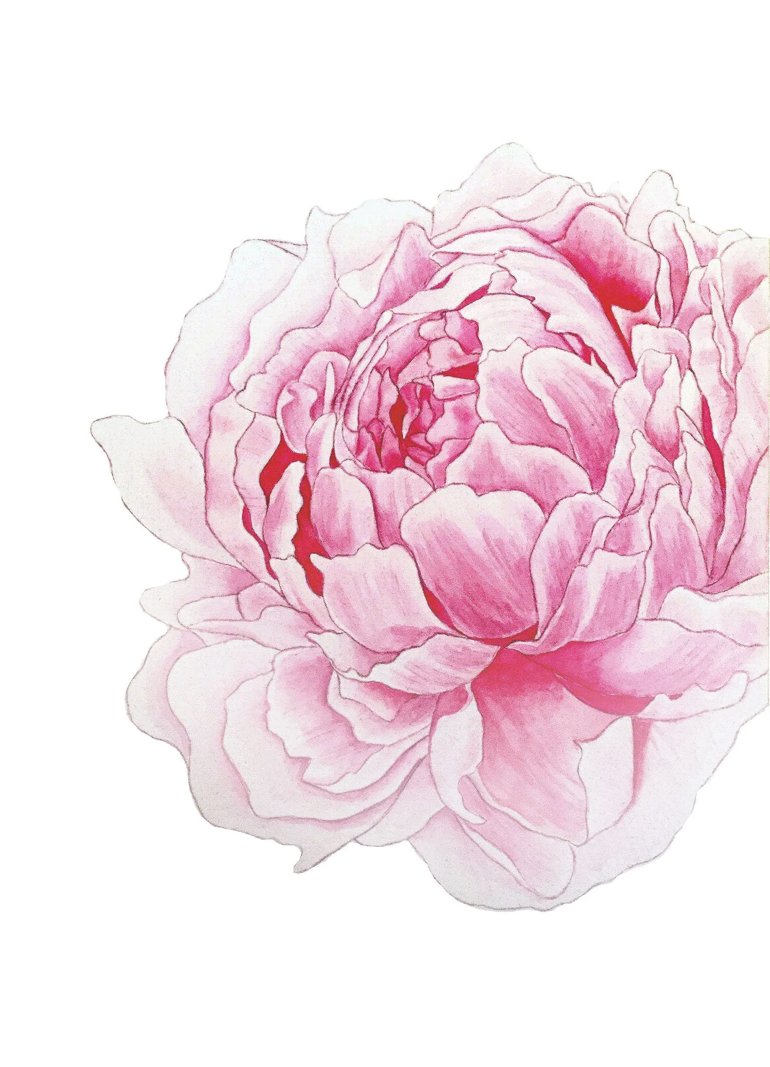 pivoine 13x18.jpg