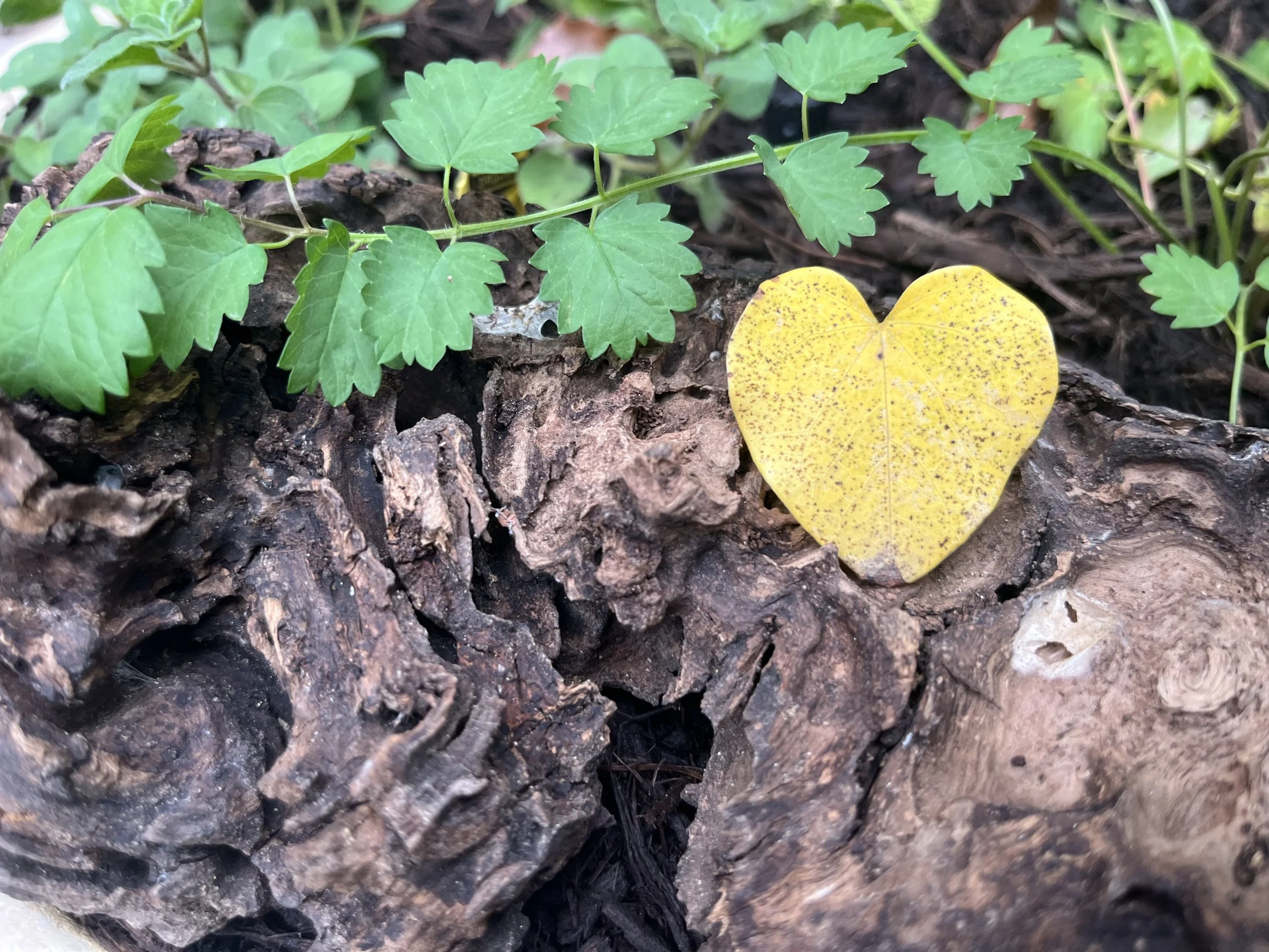 A yellow heart-shaped leaf rests on textured brown bark, surrounded by green vine leaves with serrated edges.