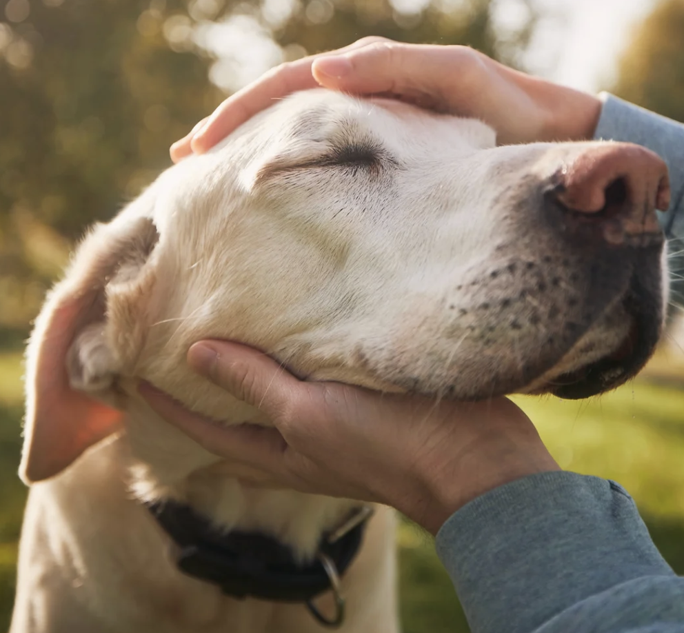 Pet Planning in Your Estate Plan: Protecting the Animals You Love