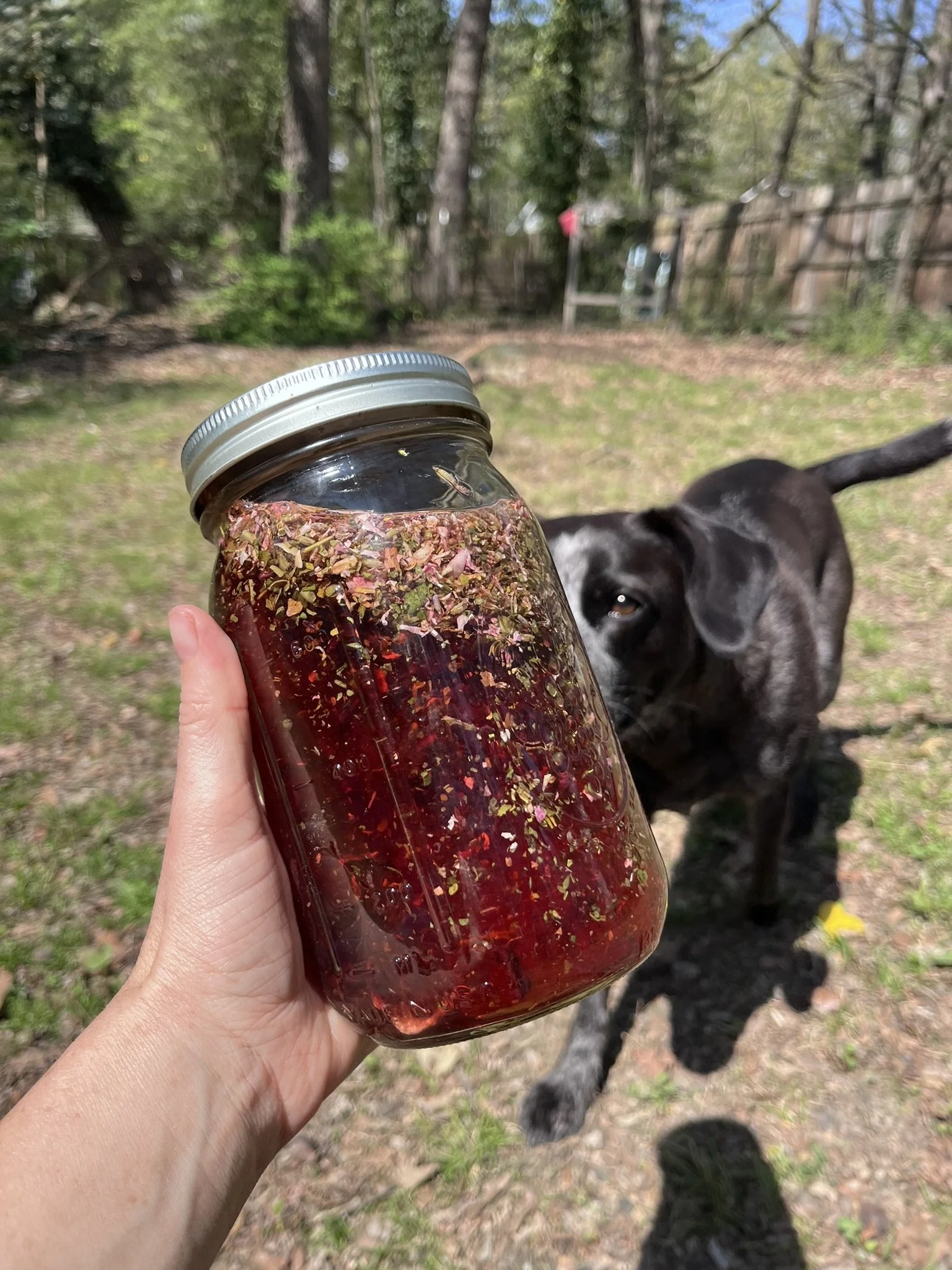 Hibiscus Rose Sun Tea