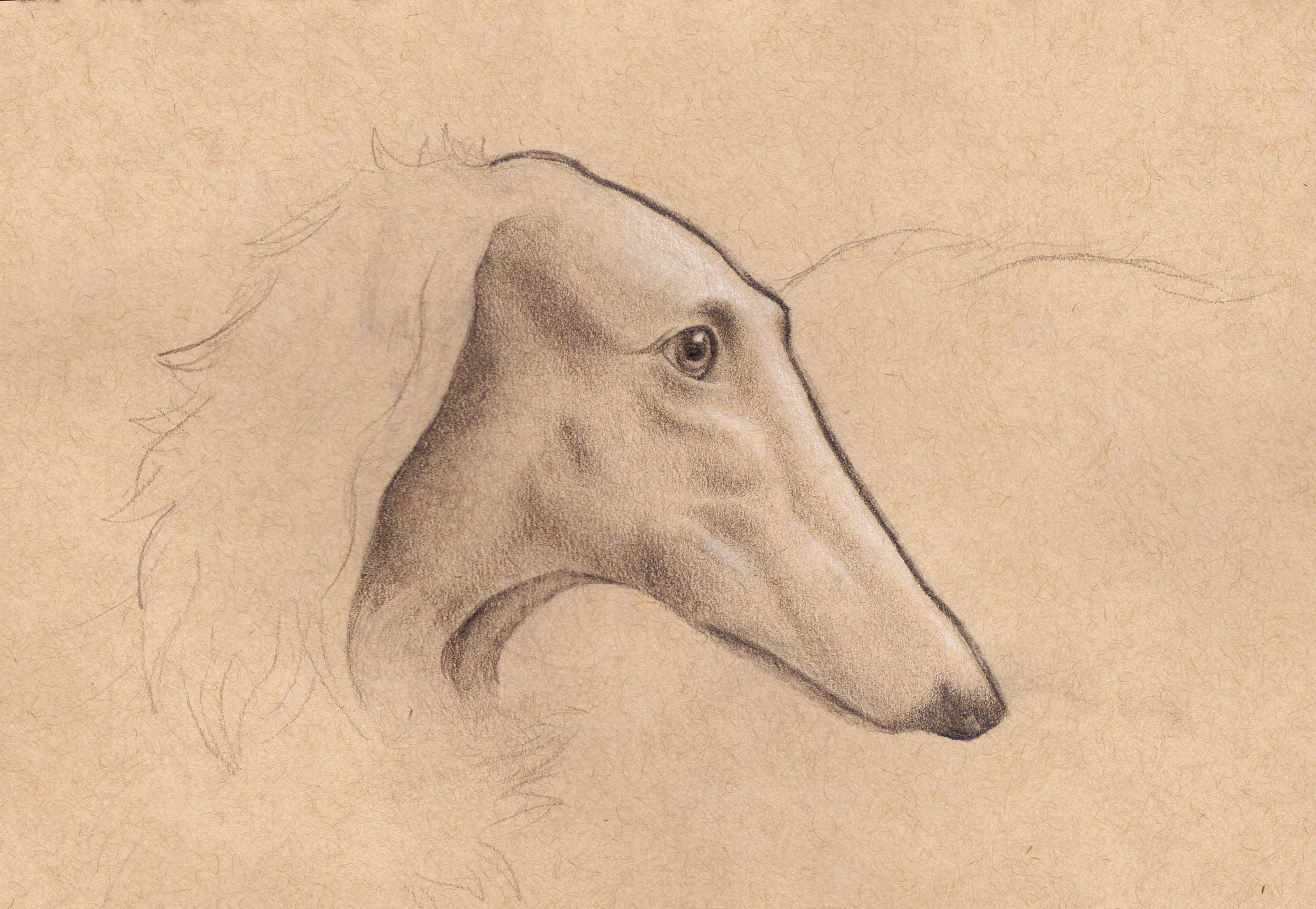 borzoi.png