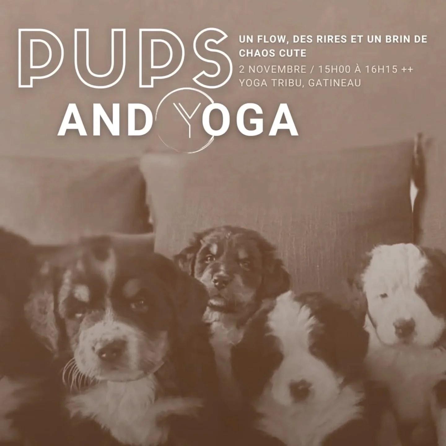 &Eacute;nergie du dimanche : yoga, petites pattes et un s&eacute;rieux boost de s&eacute;rotonine.

Dimanche 2 novembre, 15h00 ✨
Rejoins-nous au @studioyogatribu.
Billet en vente en lien dans la bio ou &eacute;cris nous. 

Yoga. Puppies. Community. ?