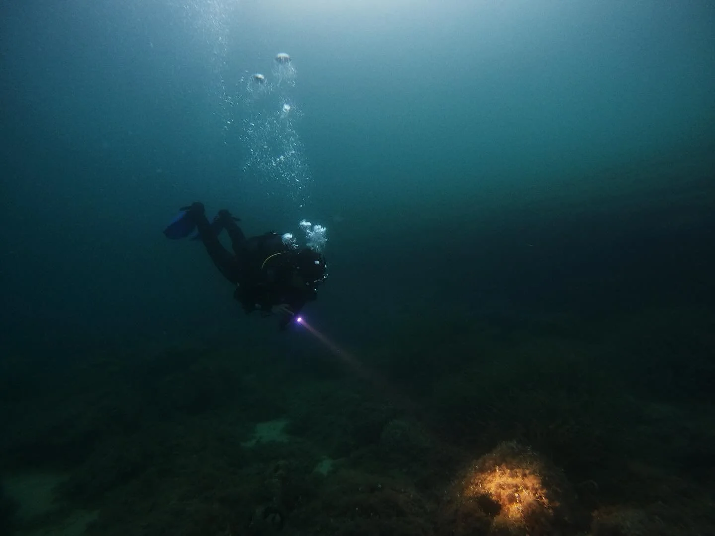 52 minutes night dive, the best came after sunset 🌅🌖