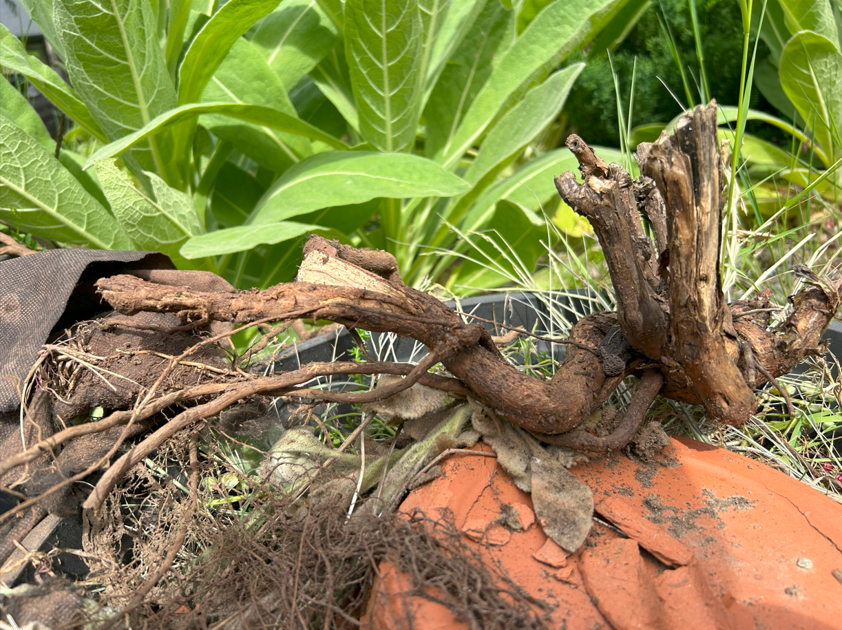 Blackberry Root.png