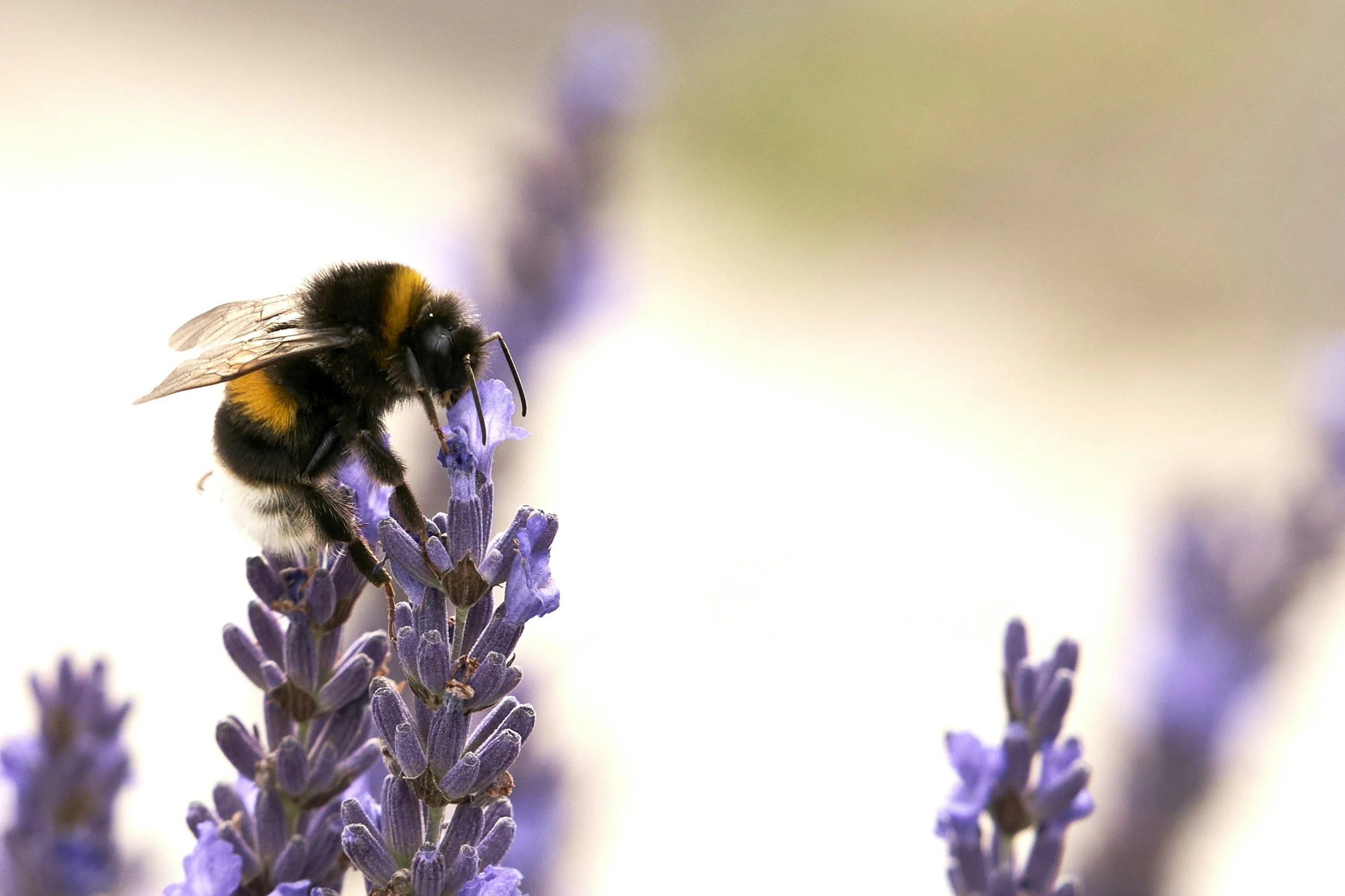 Close-up of a bee collecting nectar from a purple lavender flower against a blurred background.