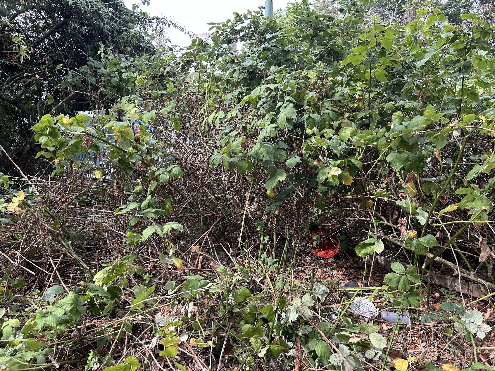 Clearing a path through dense, mature Himalayan blackberry canes on an overgrown property.