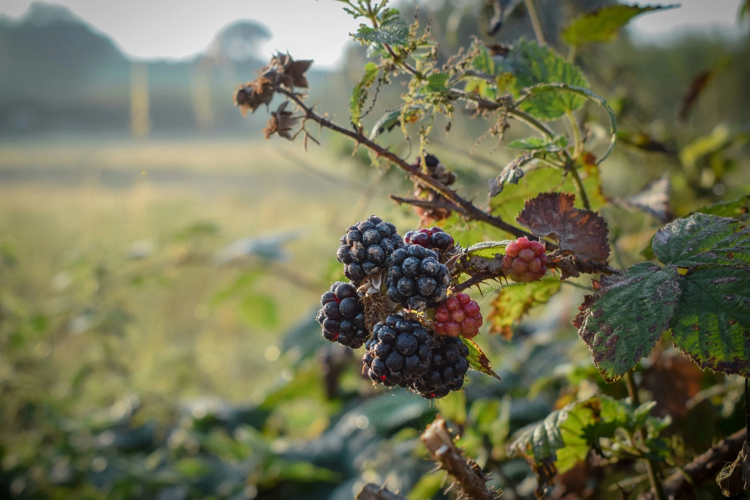 Ripe and unripe Himalayan blackberries growing on a thorny cane.