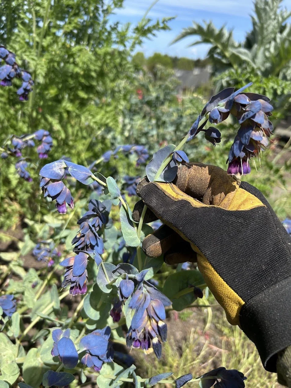 Gloved hand inspecting purple honeywort flowers in a pollinator-friendly garden.