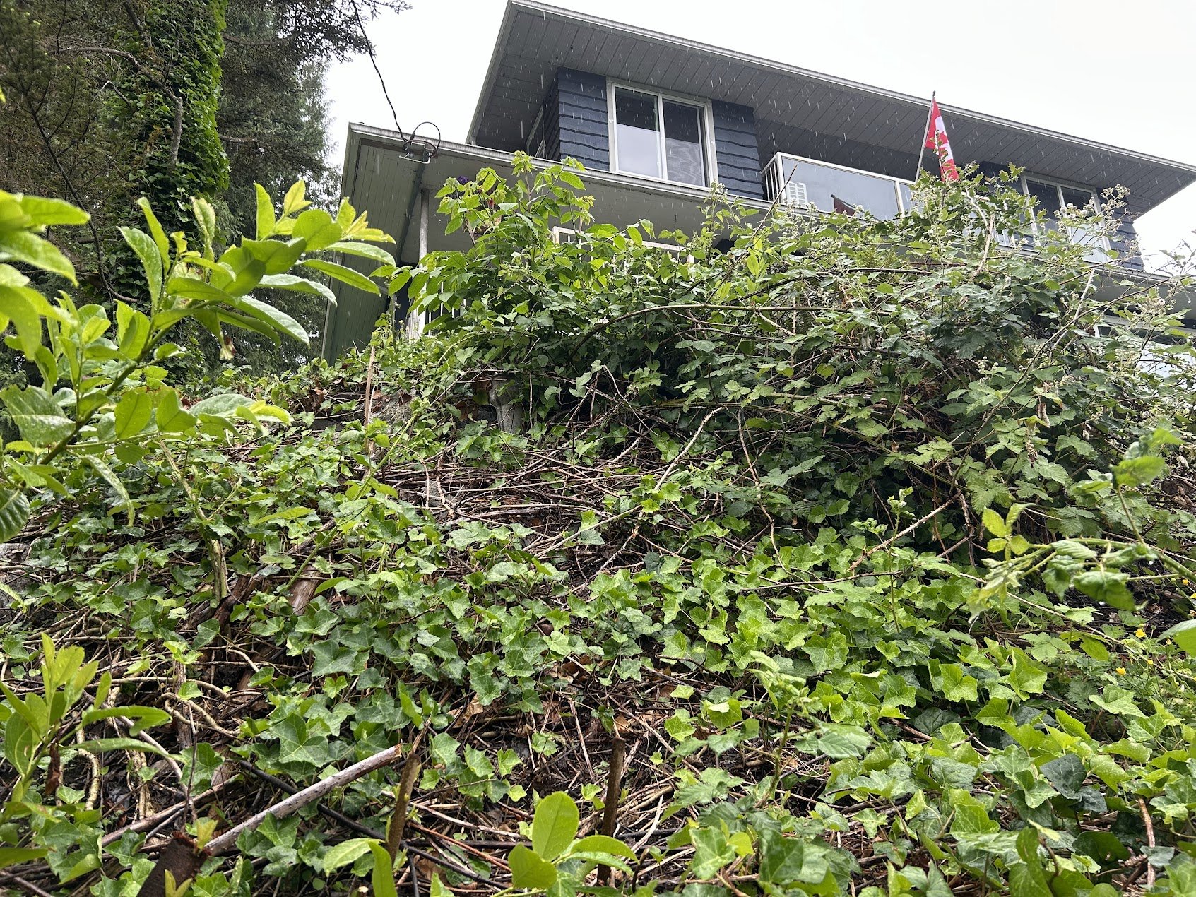 Dense blackberry and English ivy covering a steep slope below a Port Coquitlam home before removal.