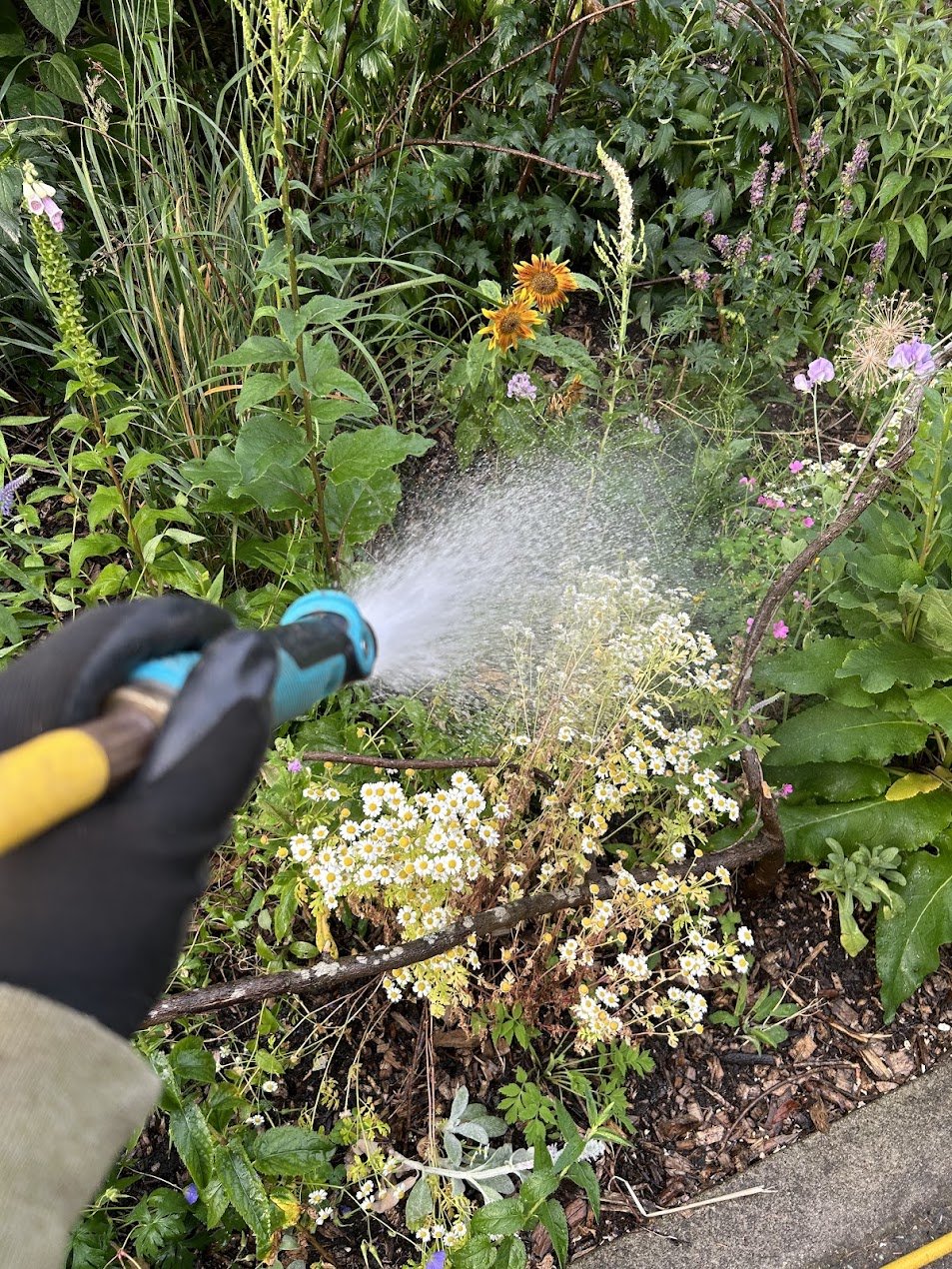 Thornguard watering flowering plants during follow-up maintenance of a pollinator garden.