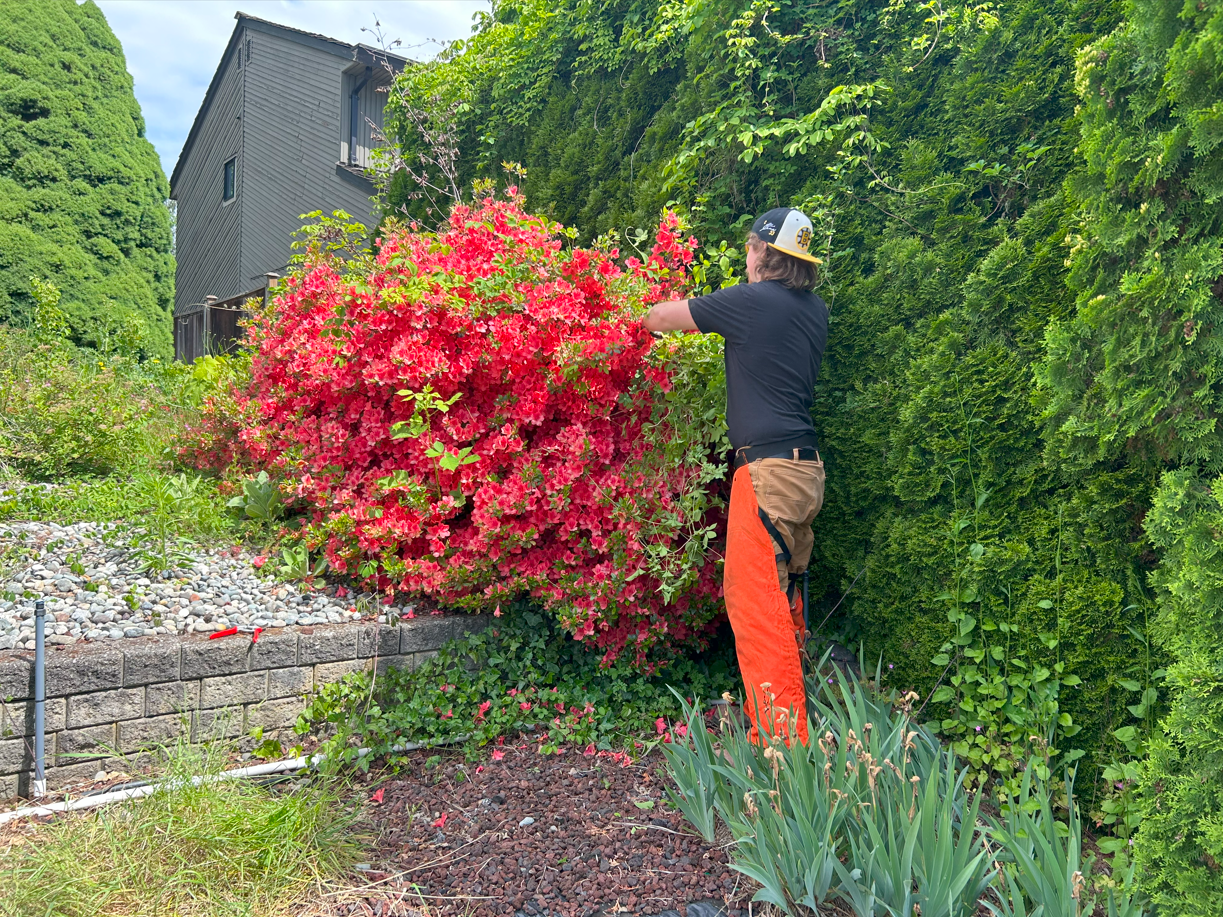 Pruning Blackberry out of shrub.png