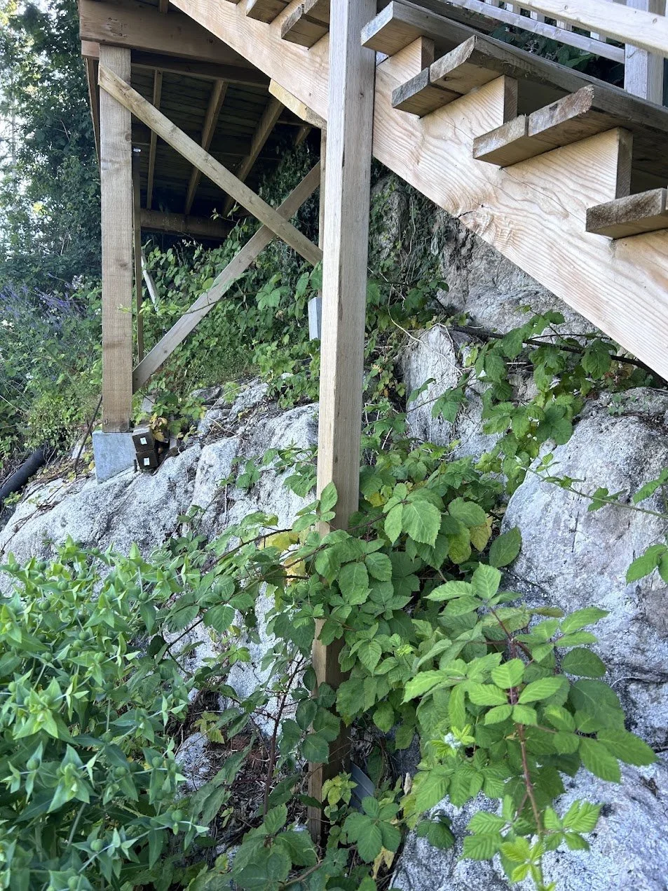 Himalayan blackberry growing across a rocky slope beneath elevated wooden stairs at a North Vancouver property before removal.