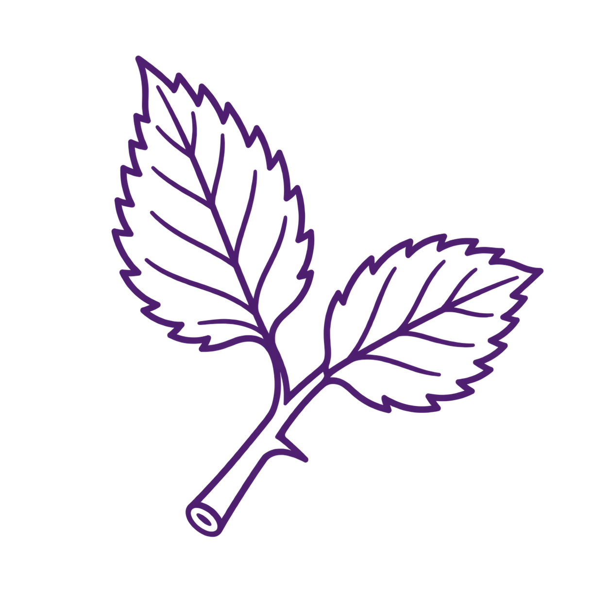 Outline graphic of a mint plant with three mint leaves.