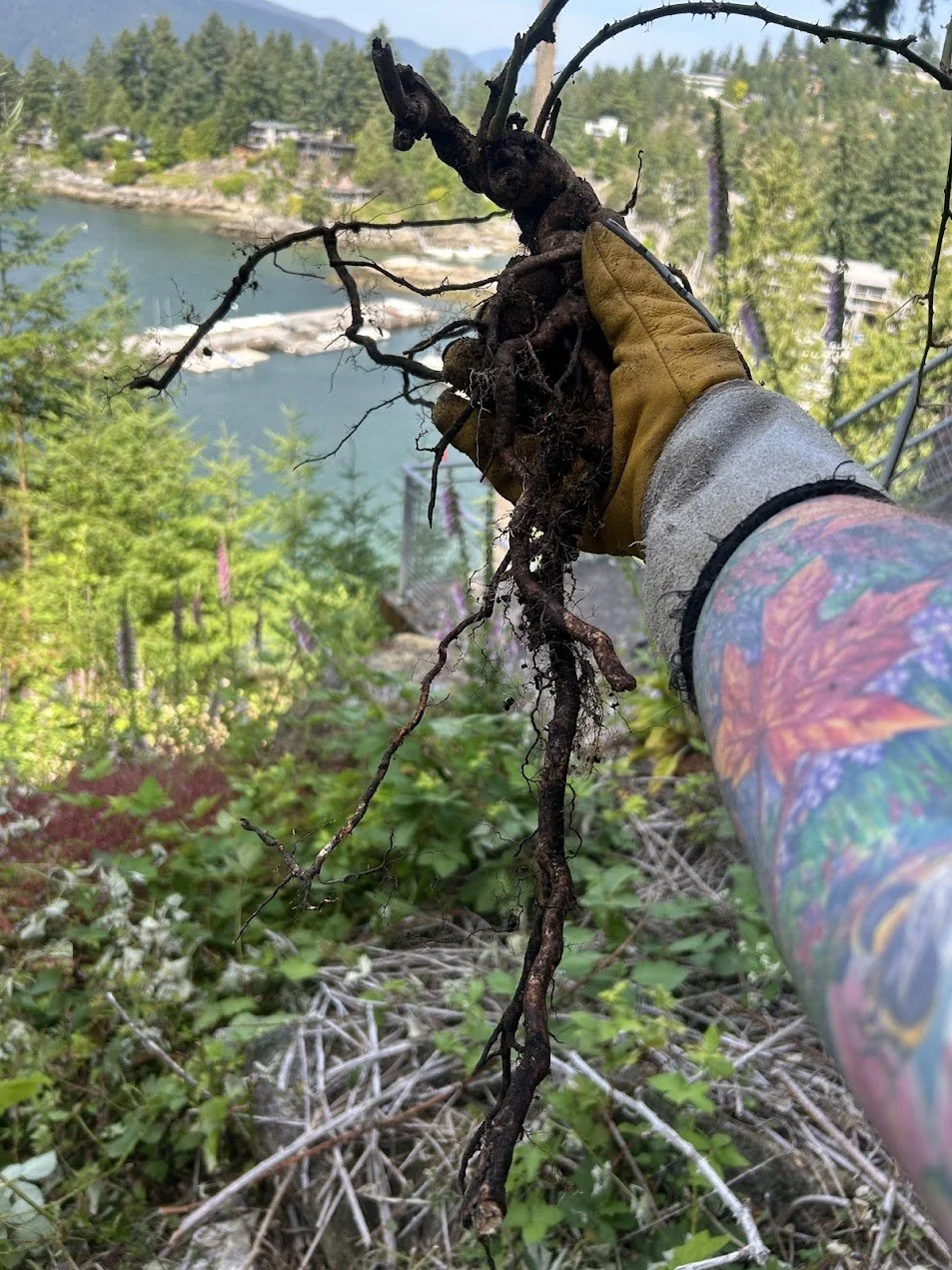 Blackberry Root.jpg