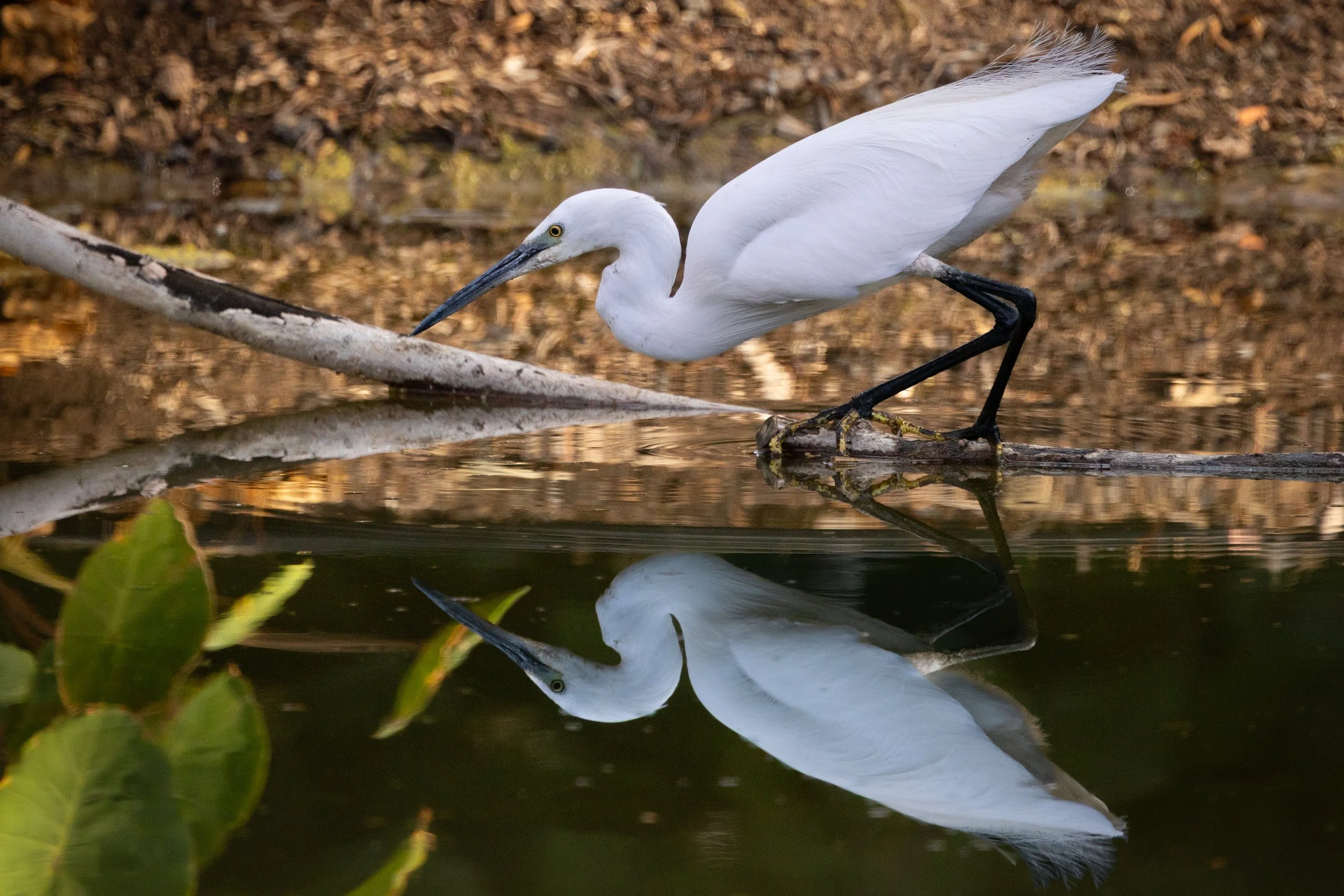 Egret, Little 2025-12-31 1.jpg