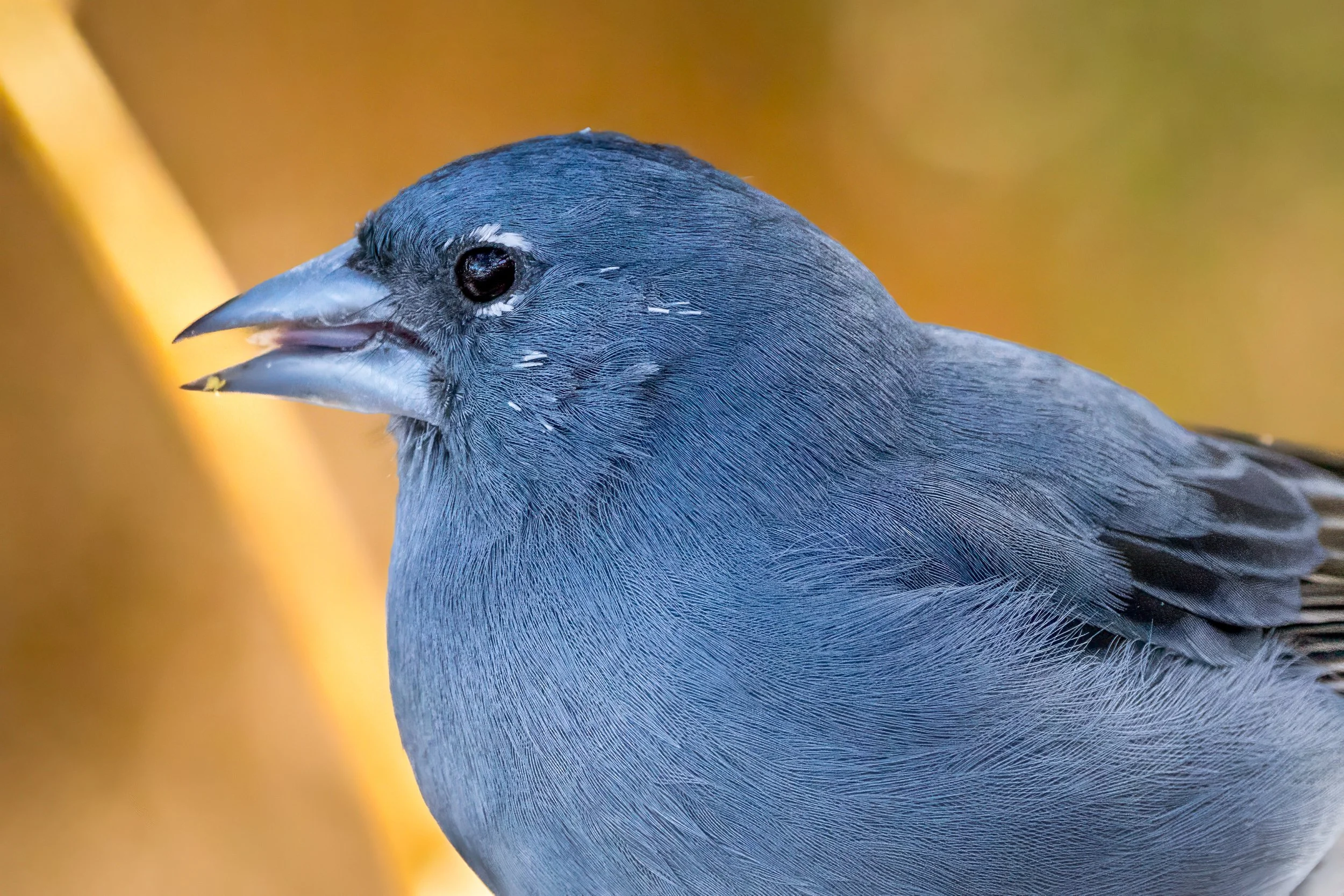 Canary Islands Endemics