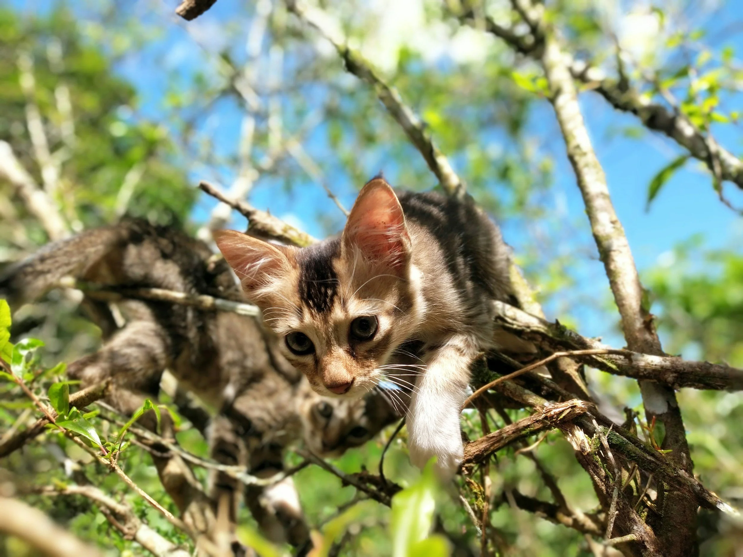 neurodivergent therapy near me, autism therapy near me, ADHD therapy for women near me, counseling near me, therapy near me, therapist 19460, counseling Phoenixville PA, counseling Pa, therapy Pennsylvania, counseling pennsylvania, individual therapy