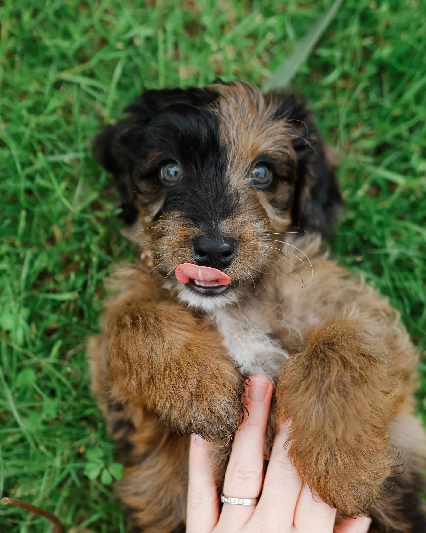 Introducing Winston Pickles Patterson (aka Winnie) - the tiniest, furriest plot twist of 2025. 😜

We picked him up yesterday, and already he&rsquo;s brought softness, calm, and a whole lot of joyful chaos into our home.

He&rsquo;s a mini Aussiedood