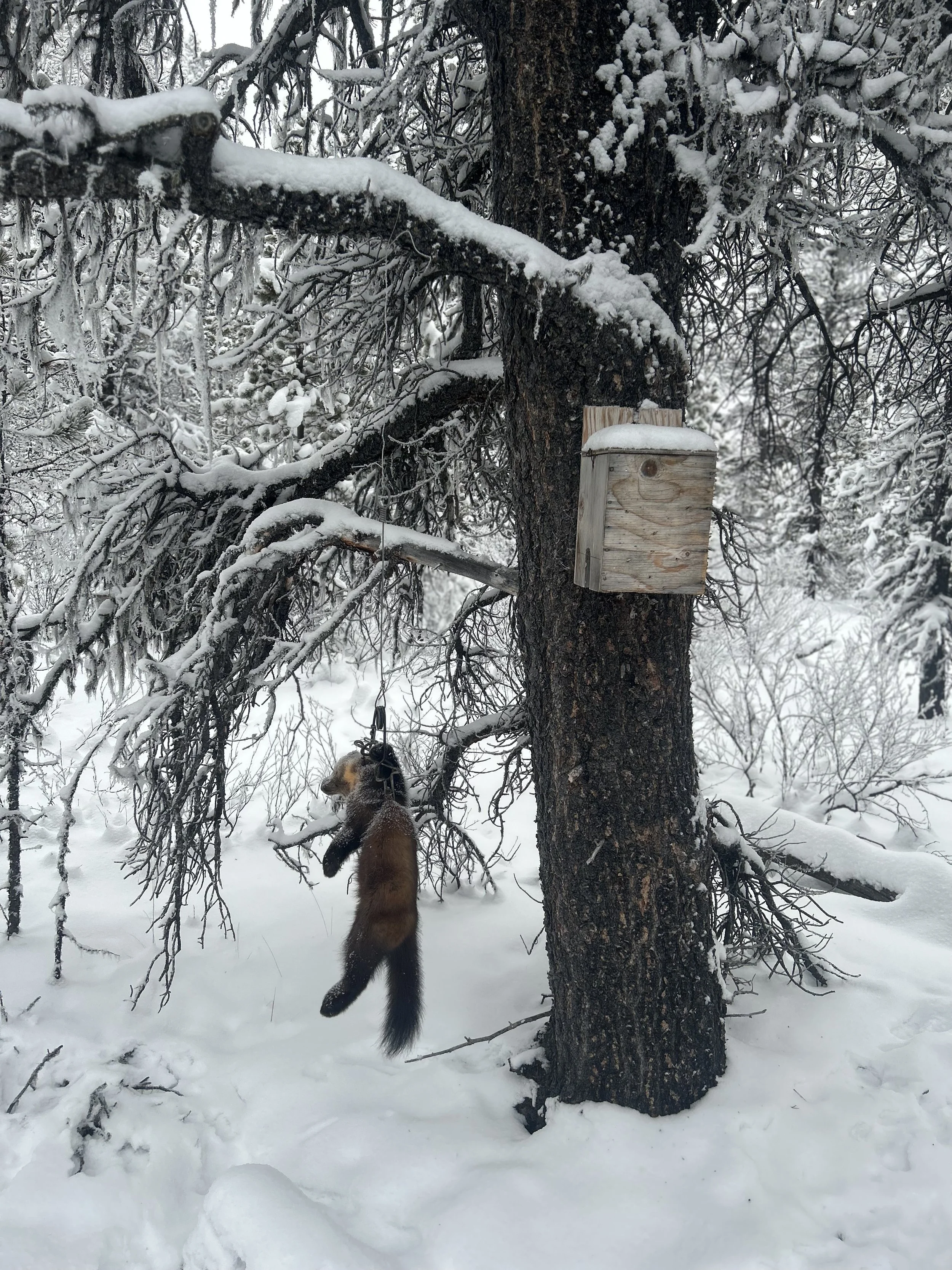 Snow-covered trees in a forest with a hanging animal trap and a wooden box attached to a tree trunk.