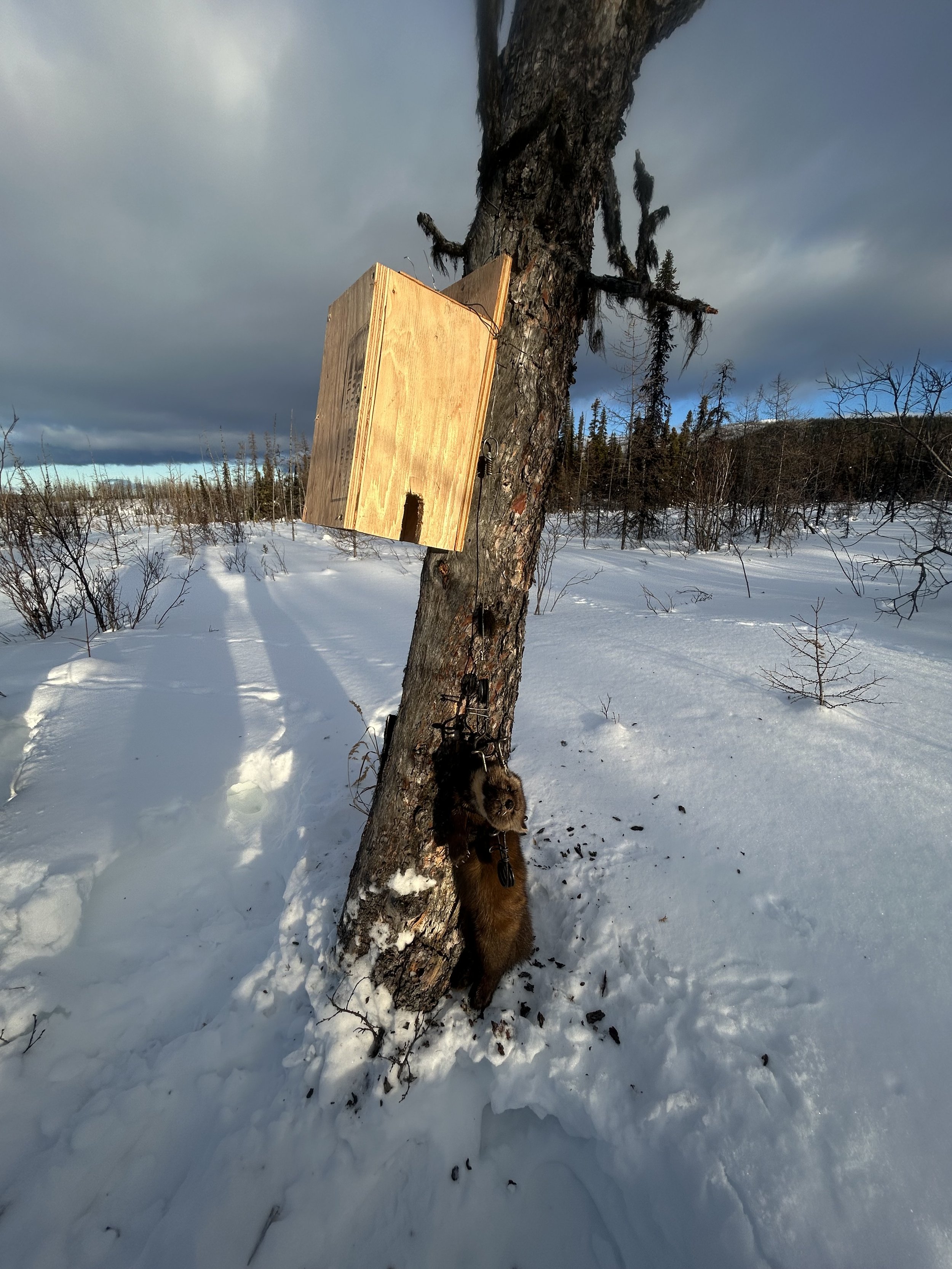 Snowy landscape with a pine tree, a wooden box attached to the tree, and an animal, possibly a wolverine, caught in a trap at the base of the tree.