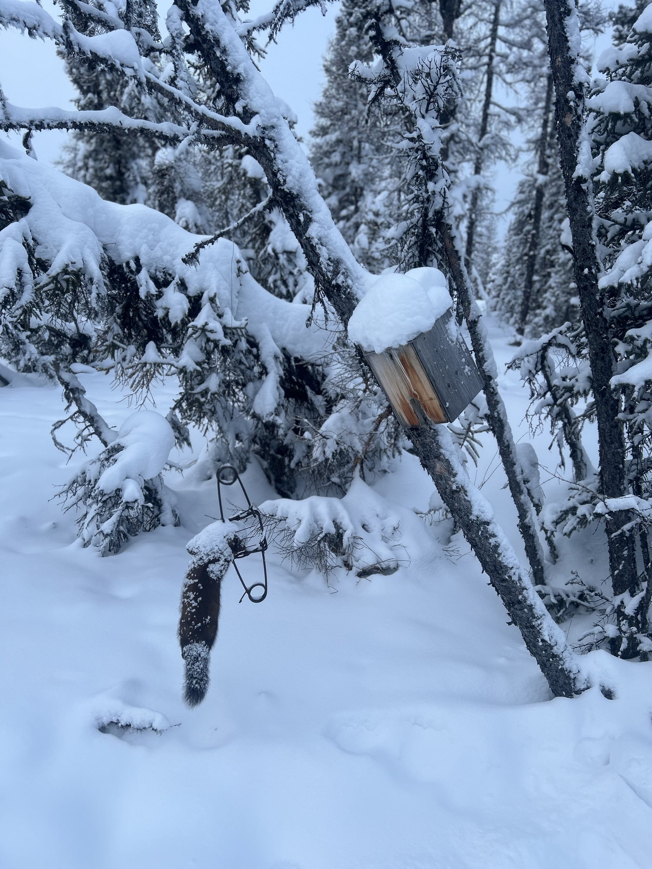 Snow-covered forest scene with a leaning tree, a metal trap, and a small wooden box attached to a tree, partially obscured by snow.
