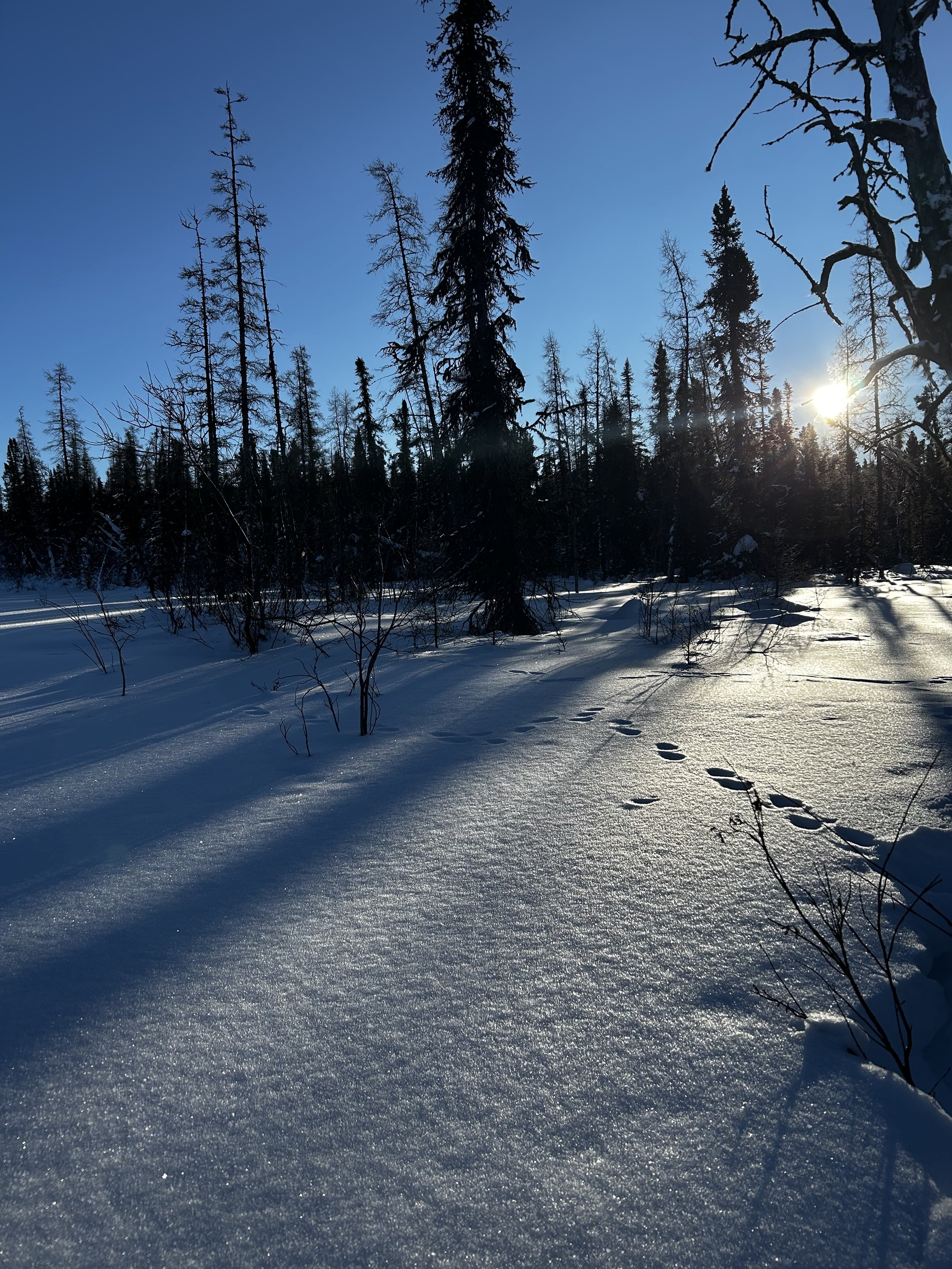 Snow-covered forest with tall trees, clear blue sky, and sunlight casting long shadows. Animal footprints visible in the snow.
