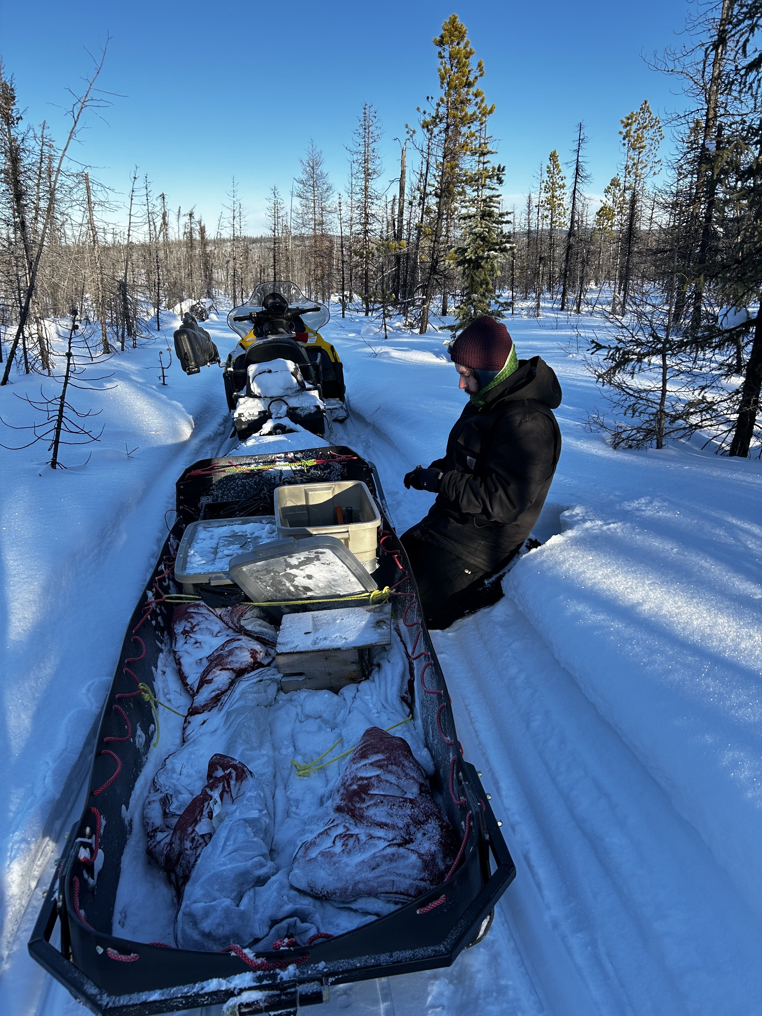 A person next to a snowmobile with a sled carrying frozen items covered in snow, in a snow-covered forest landscape.