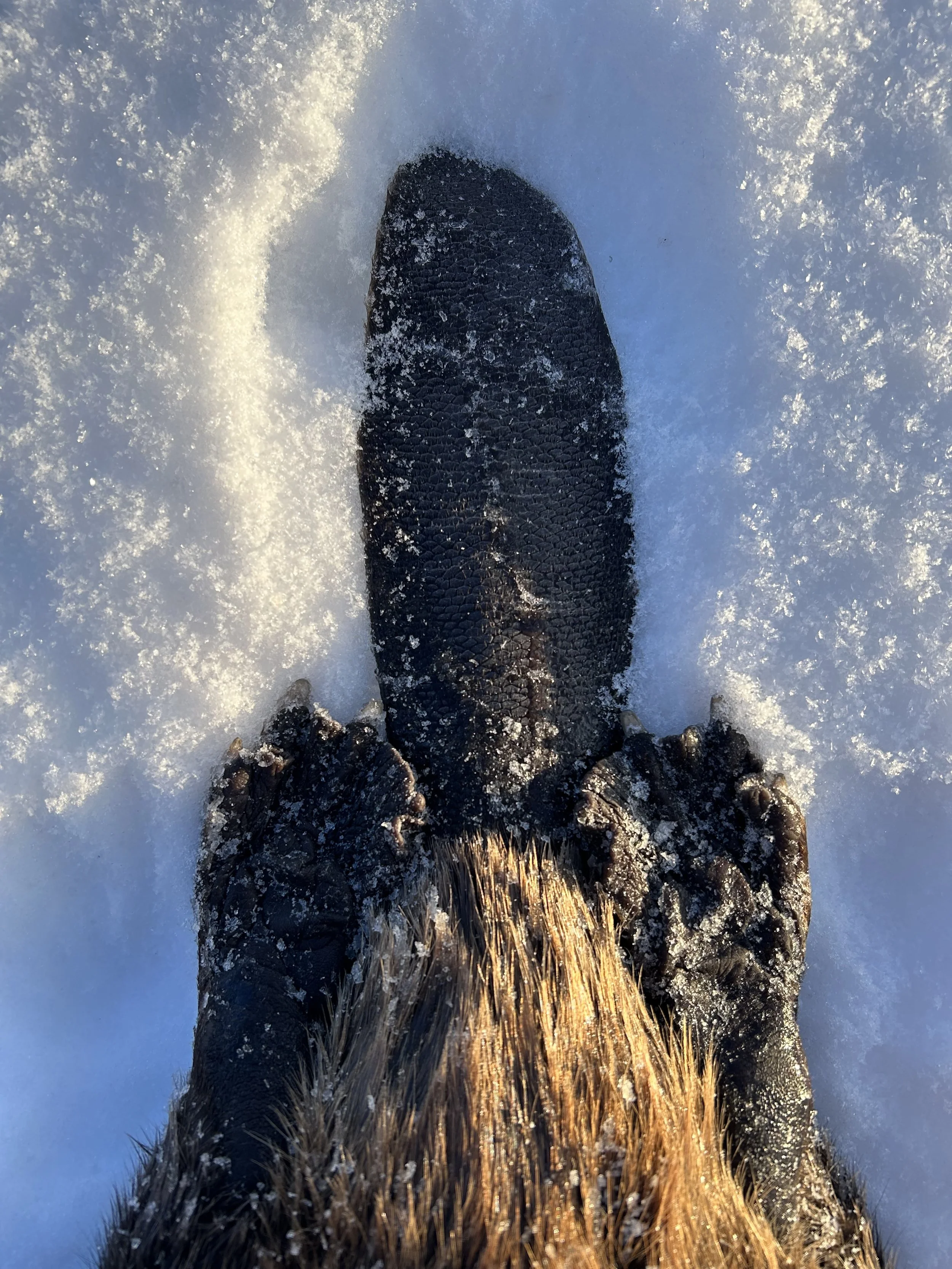 Close-up of a beaver's tail and fur covered in snow.