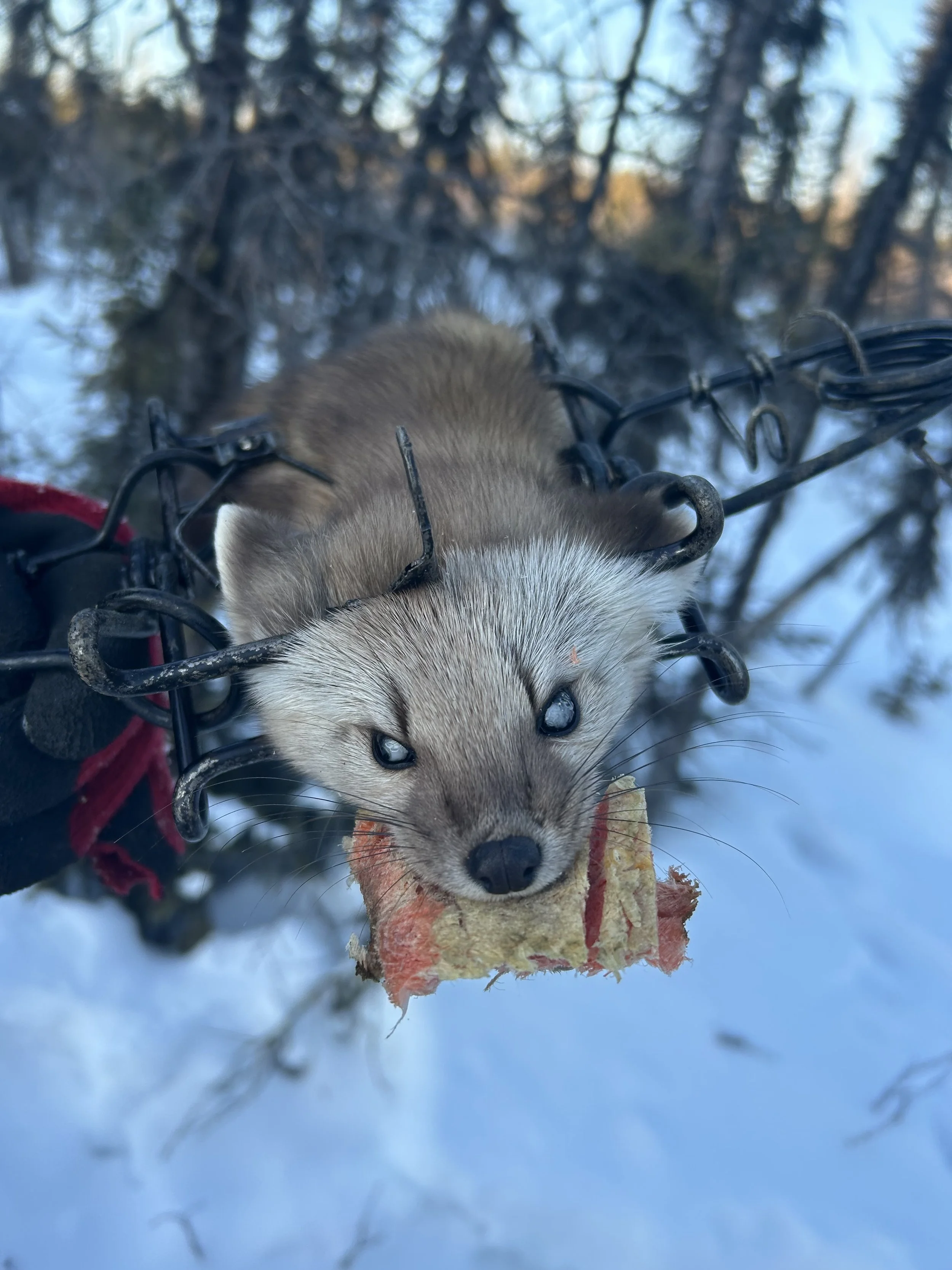 A marten with a piece of food, possibly meat, in its mouth, surrounded by a metal trap, in a snowy forest environment.