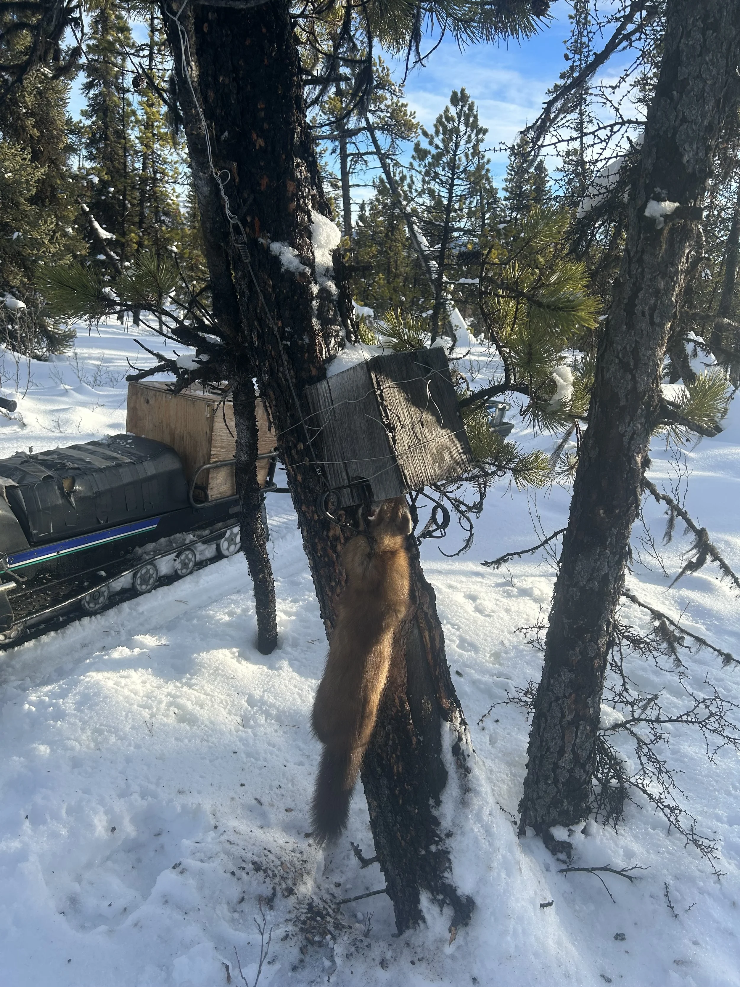 A pine marten caught in a trap attached to a tree in a snowy forest, with a snowmobile in the background.