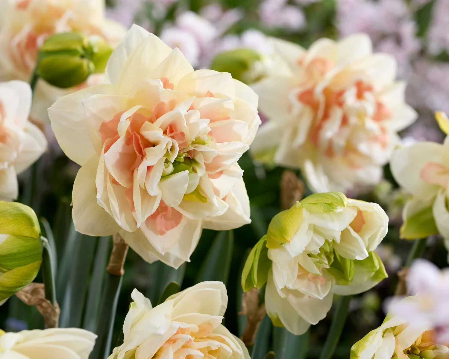 narcissus-pom-pom-rose-1.webp