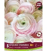 chamallow.webp
