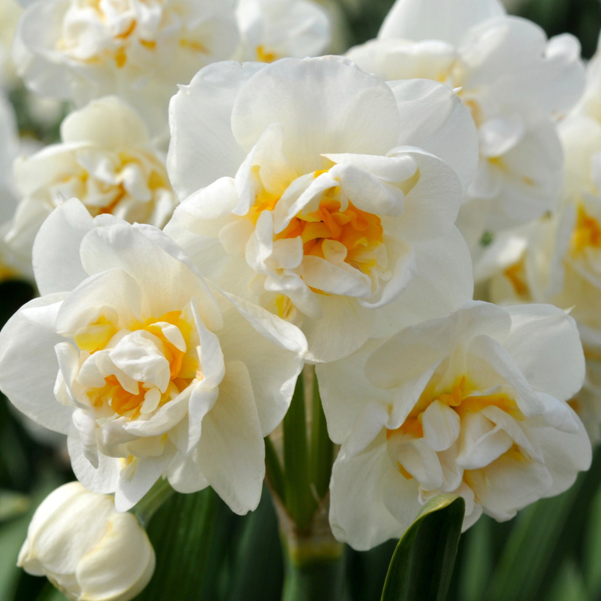 PREORDER: Narcissus (Fall 2026)