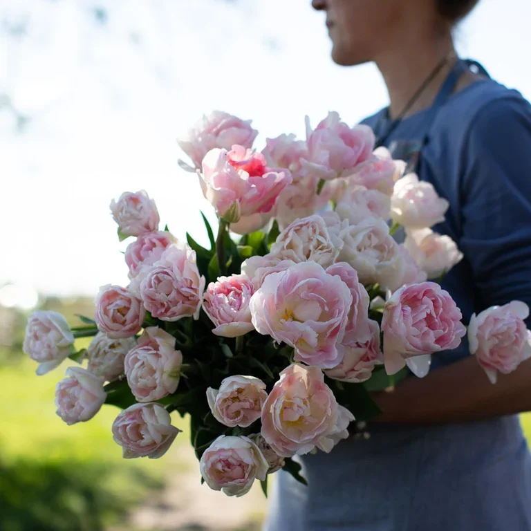 Floret-library-tulip-angelique-3_768x.webp