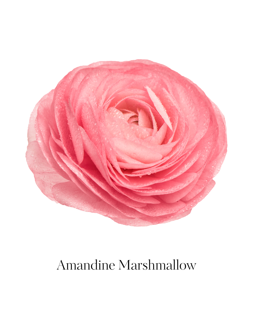 Ranunculus Garden Valentine's Gift Pack