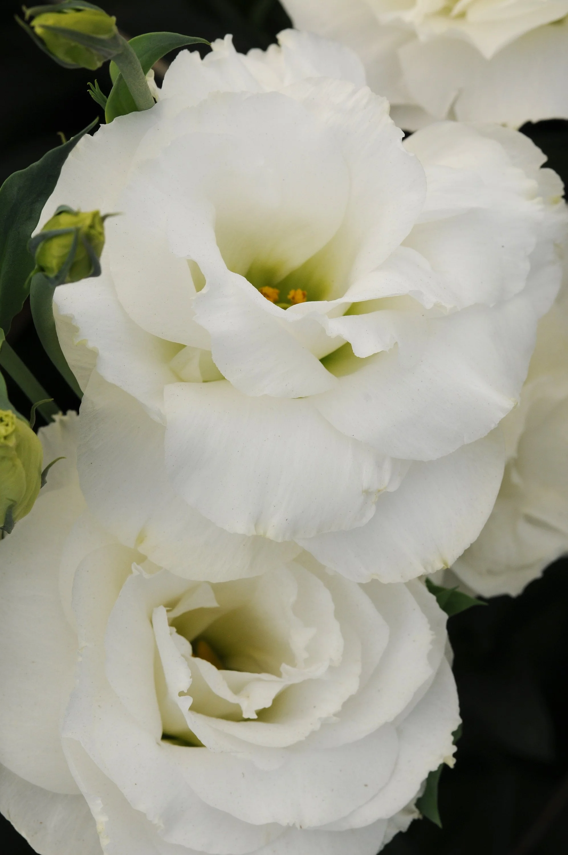 LISIANTHUS CUT FLOWER ABC 1 WHITE_Bloom_Bloom.JPG