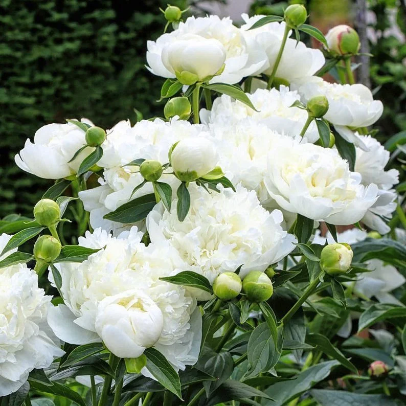 PREORDER: Peony Bare Roots (Fall 2026)